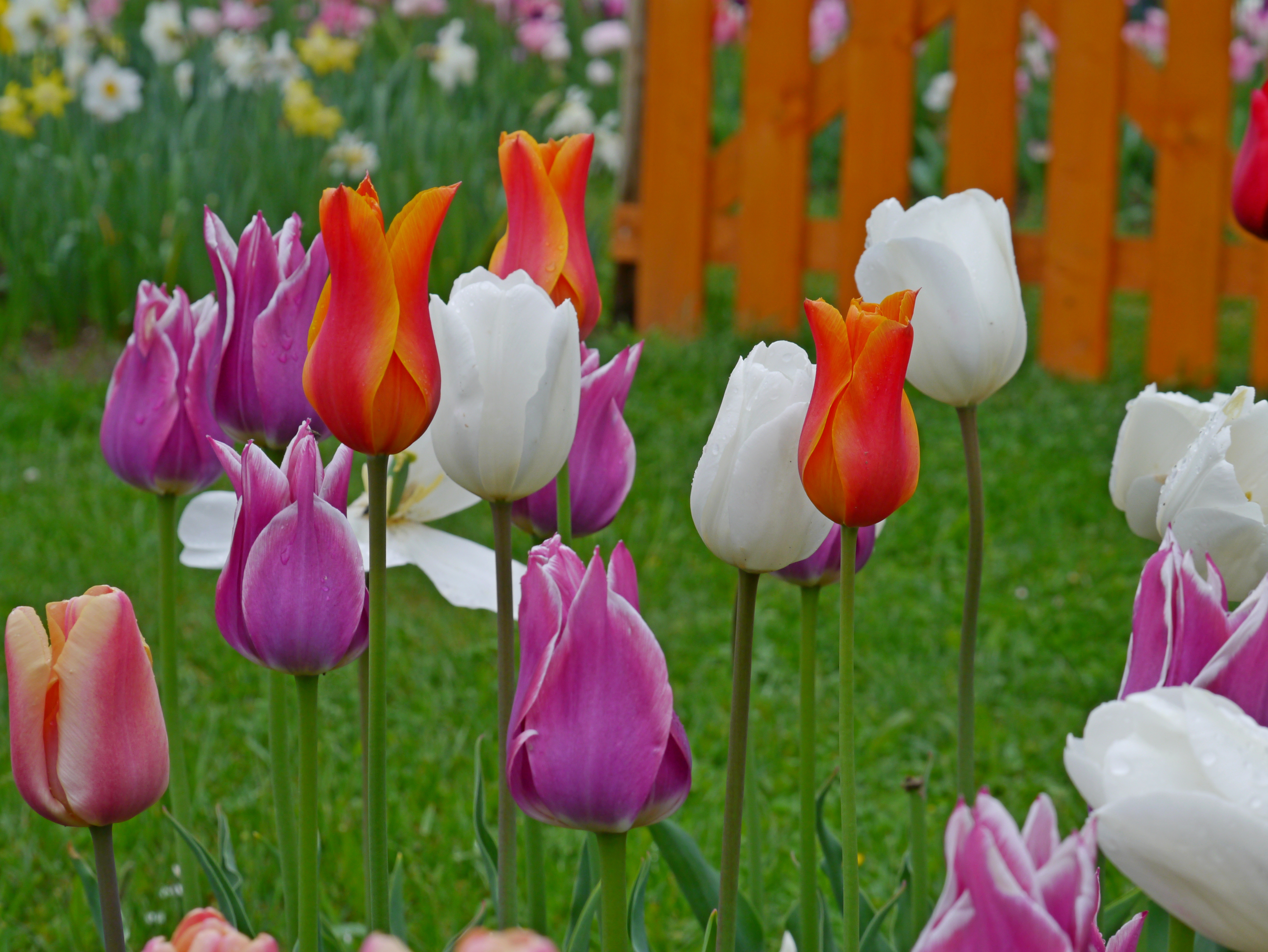 Tulpen Mischung Tiffany
