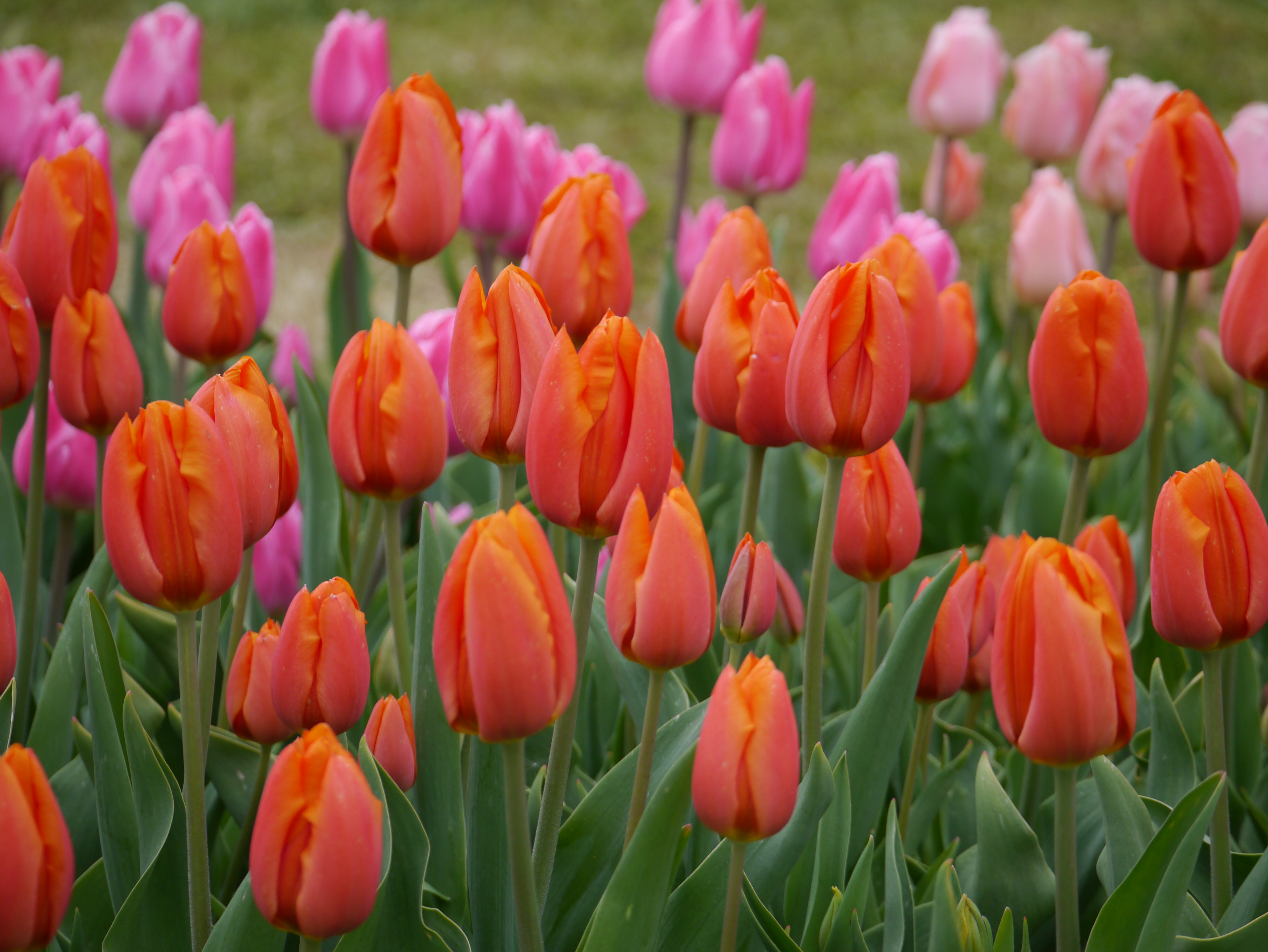 Nahaufnahme eines Beets mit orange-roten Tulpen im Vordergrund und rosa Tulpen im Hintergrund, grüne Blätter und Stängel, Frühlingsblumen