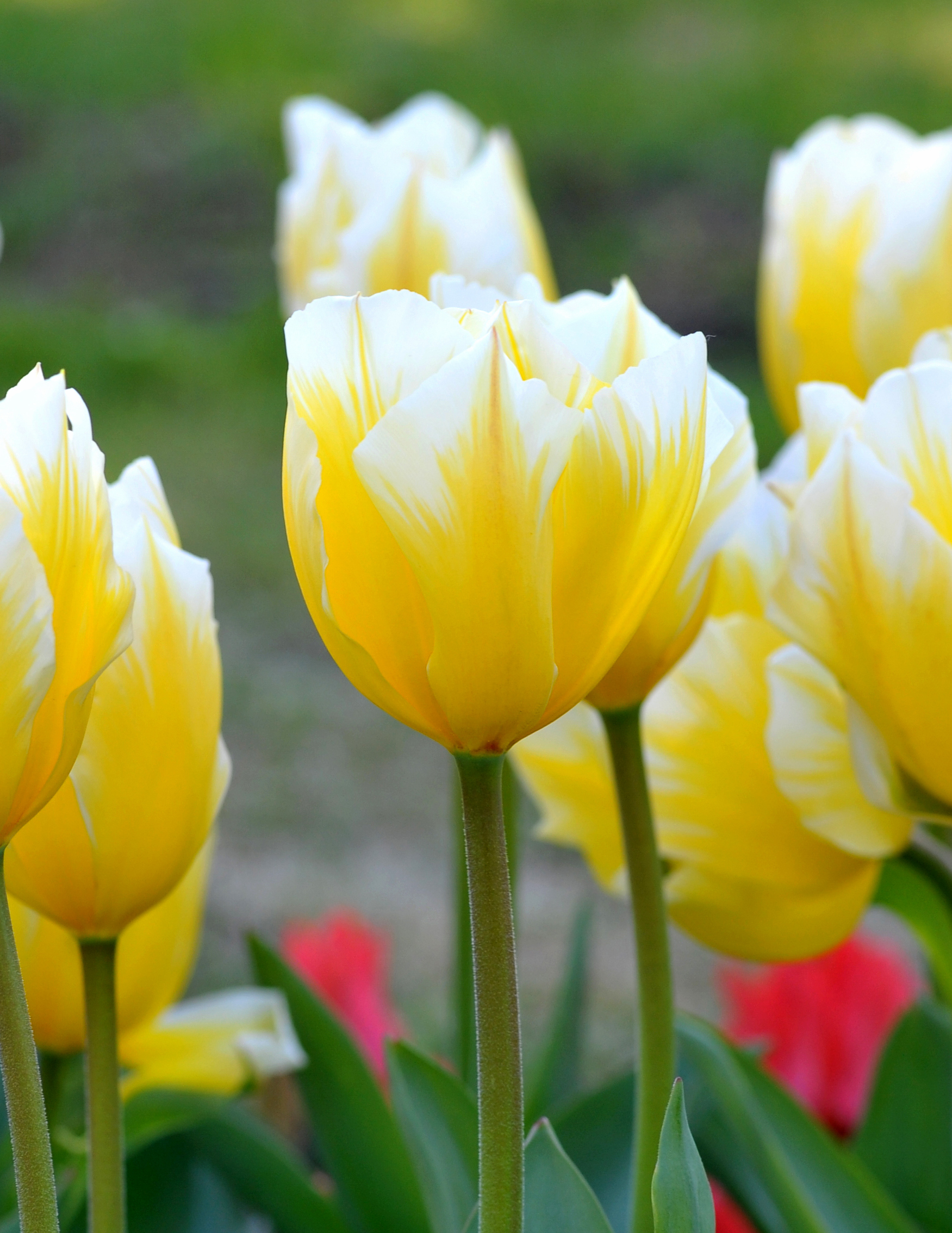 52792_Fosteriana-Tulpen Sweetheart Nahaufnahme gelb-weiß gestreifter Tulpen mit grünen Stielen und unscharfem Gartenhintergrund