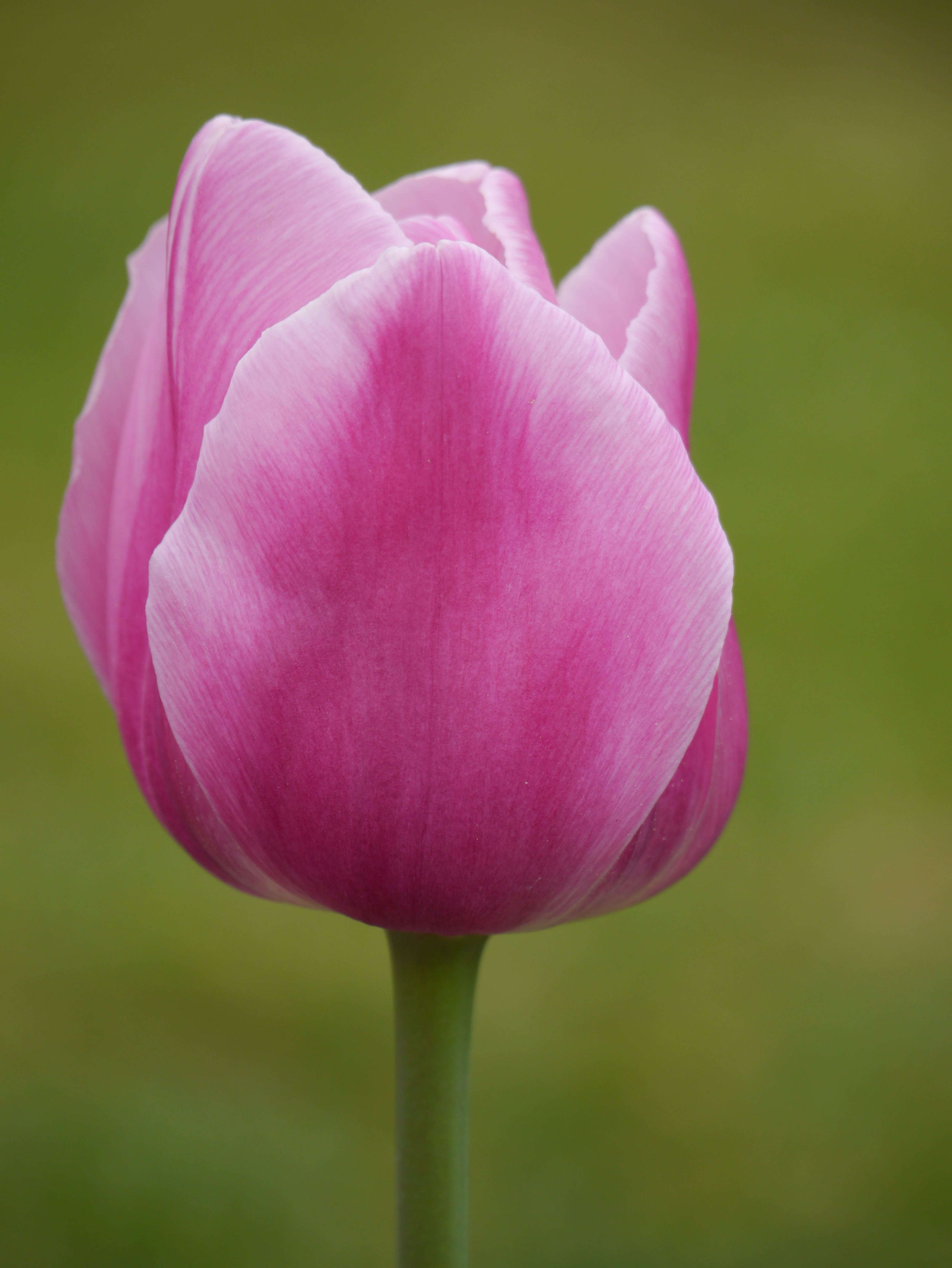 Nahaufnahme einer rosa Tulpe mit geschlossenen Blütenblättern vor grünem, unscharfem Hintergrund