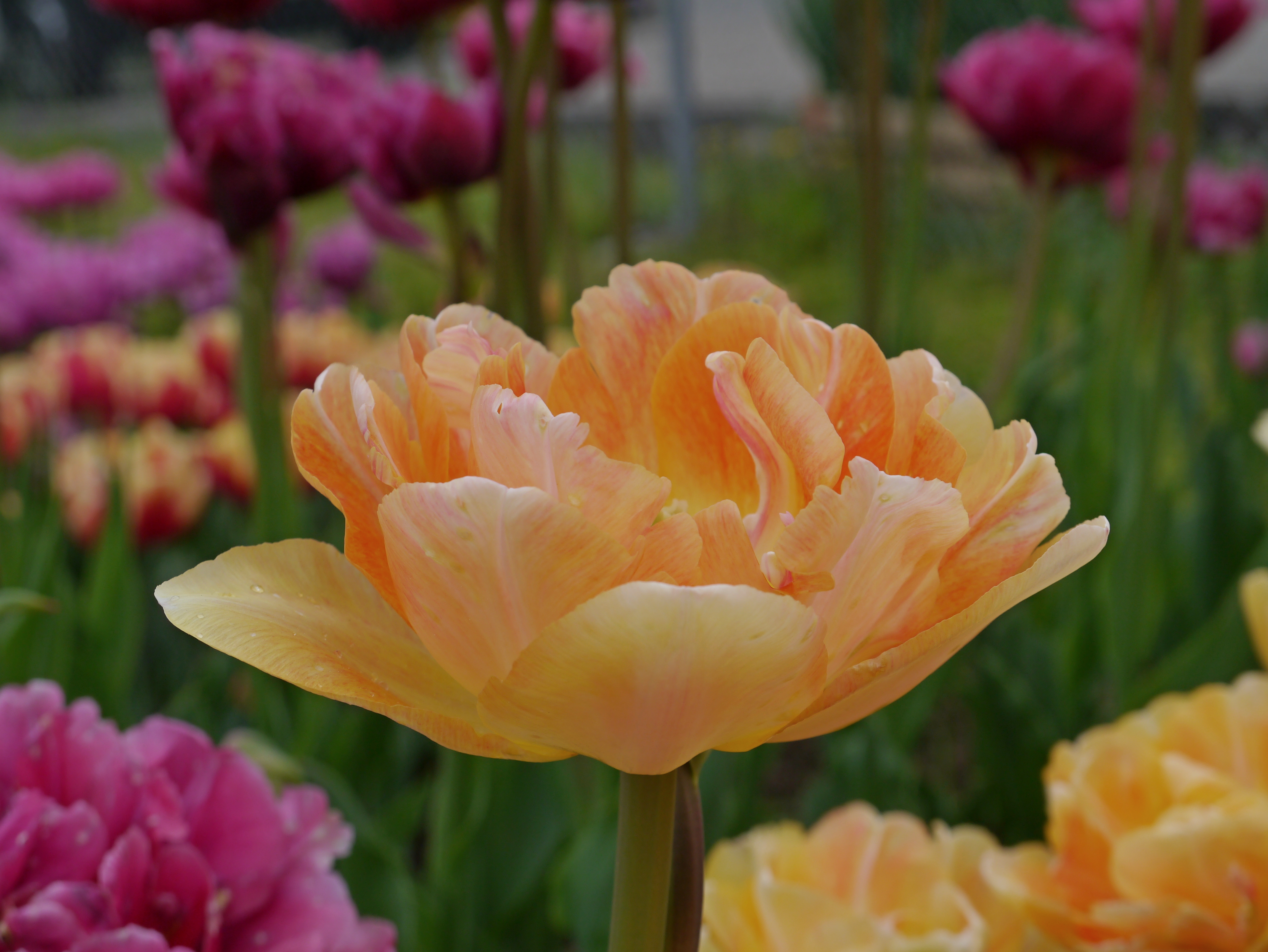 Nahaufnahme einer gefüllten Tulpe in Apricot-Orange mit zarten Wassertropfen vor unscharfem Hintergrund aus rosa und gelben Tulpen