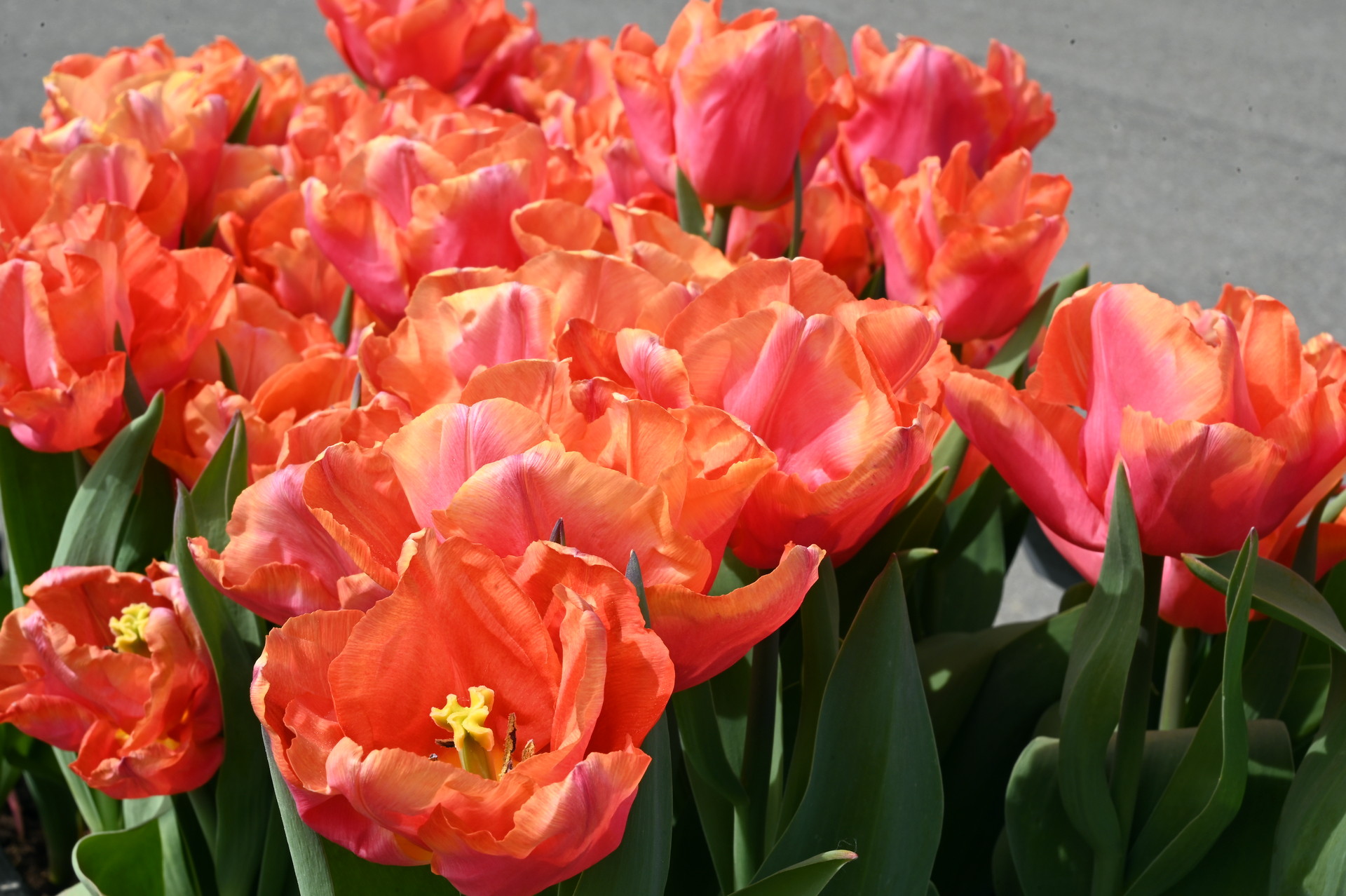 Triumph-Tulpen Astronaut Andre Kuipers