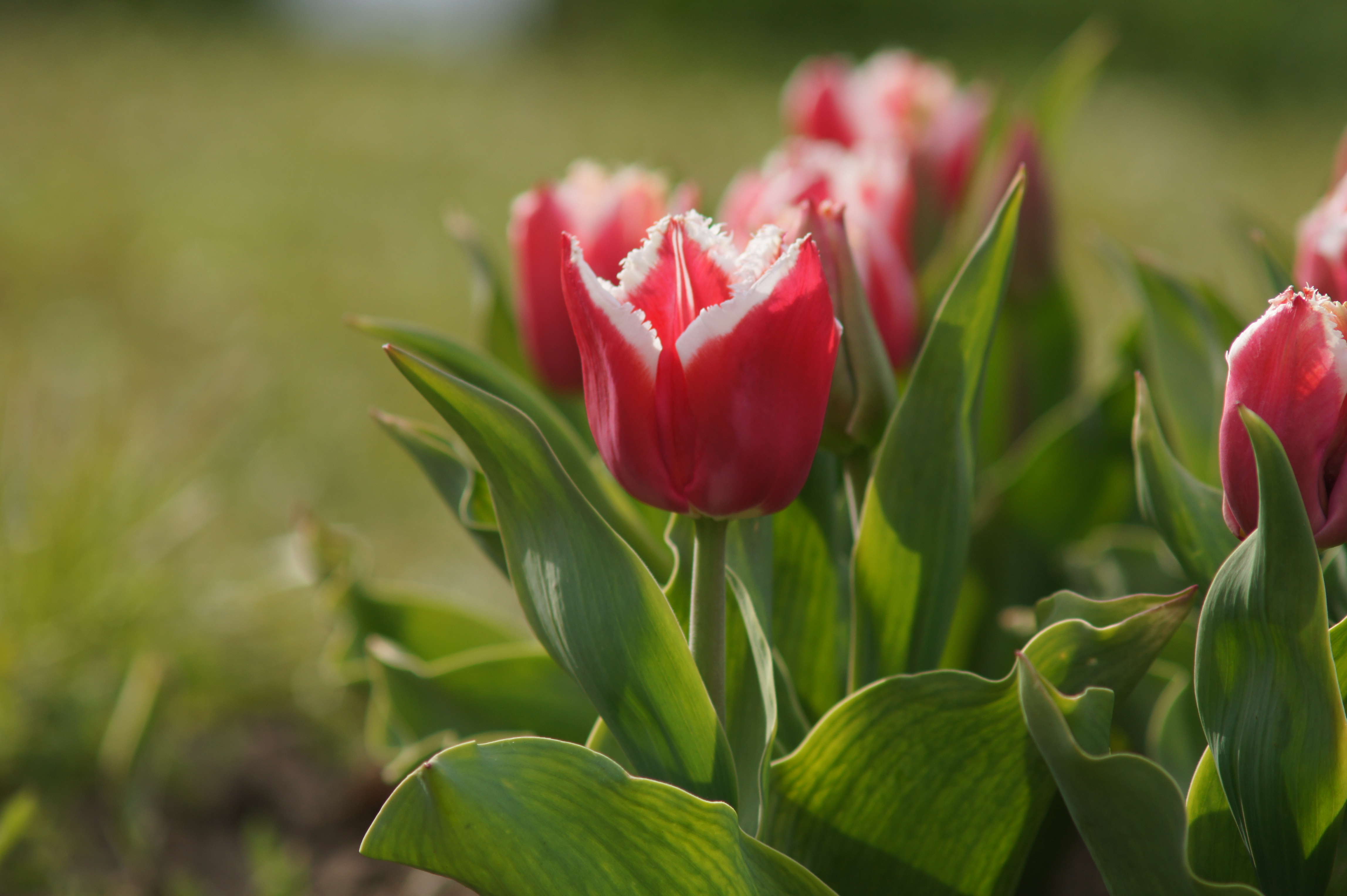 226672_Crispa-Tulpen Canasta Nahaufnahme einer roten Tulpe mit weiß gezacktem Rand und grünen Blättern, sonniger Gartenhintergrund unscharf