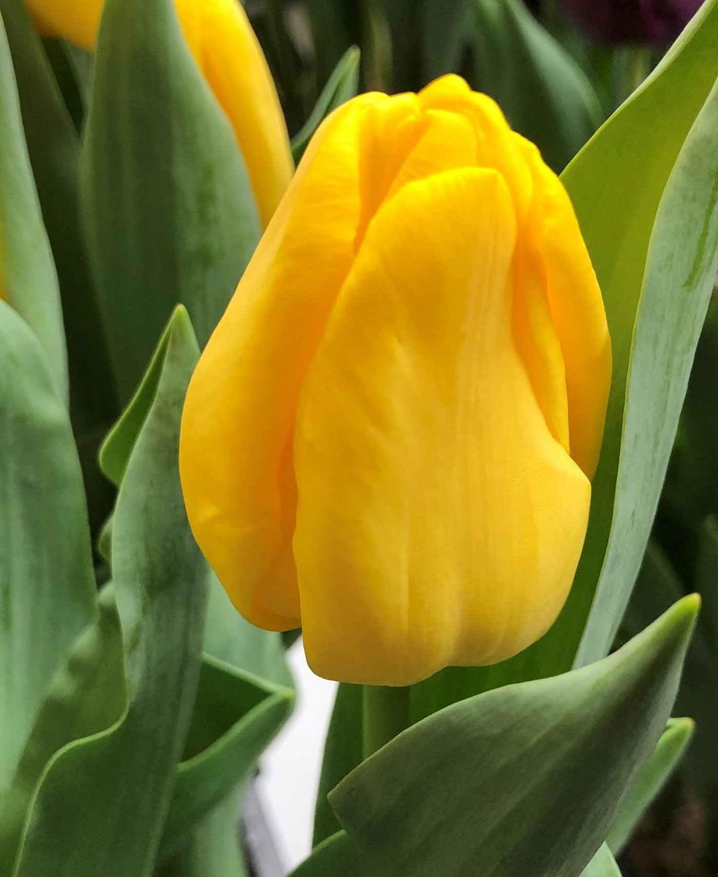 Nahaufnahme einer gelben Tulpenblüte mit grünen Blättern, ideal für Frühlingsdekoration oder als Schnittblume