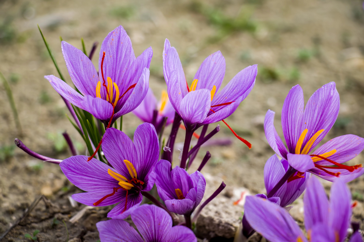 Crocus sativus für Safran-Kultur, herbstblühend
