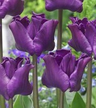 Triumph-Tulpen Crown of Negrita