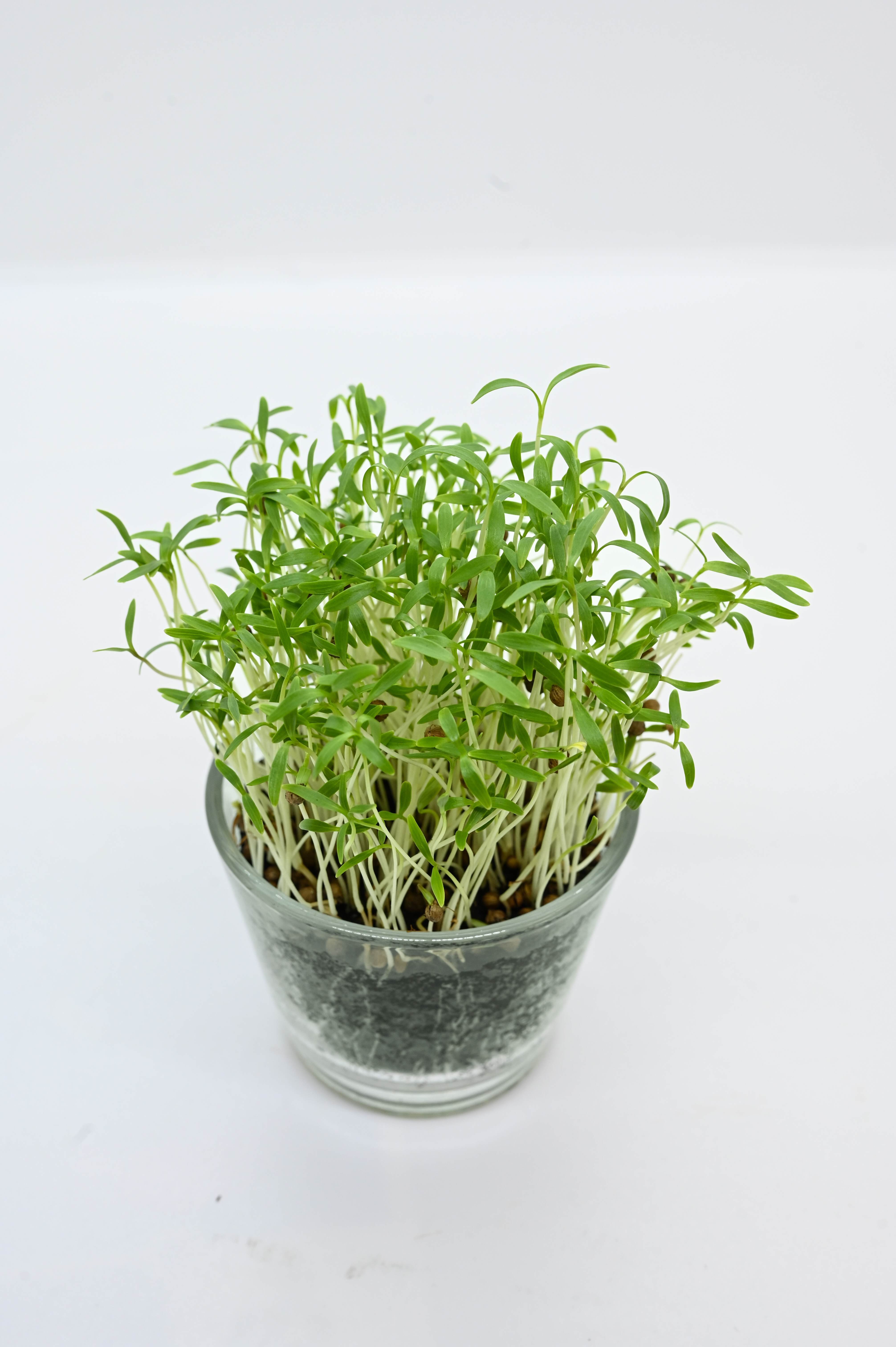 Microgreens (Bio) Koriander