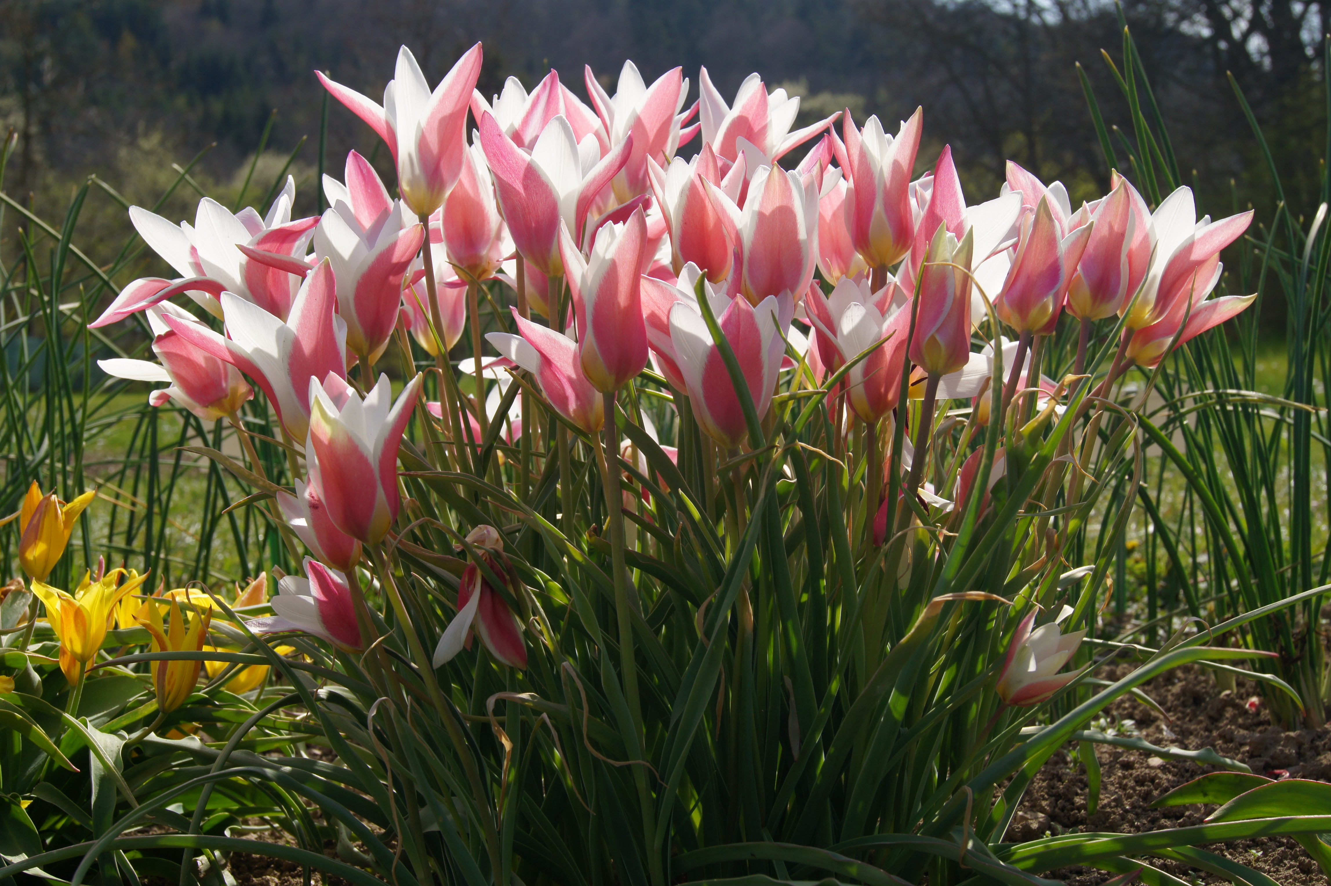 237007_Tulipa Lady Jane Nahaufnahme rosa-weißer Tulpen im Sonnenlicht, Frühlingsbeet mit grünen Blättern und vereinzelten gelben Blüten im Hintergrund