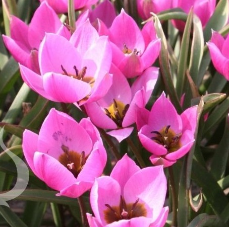 Tulipa humilis Helene