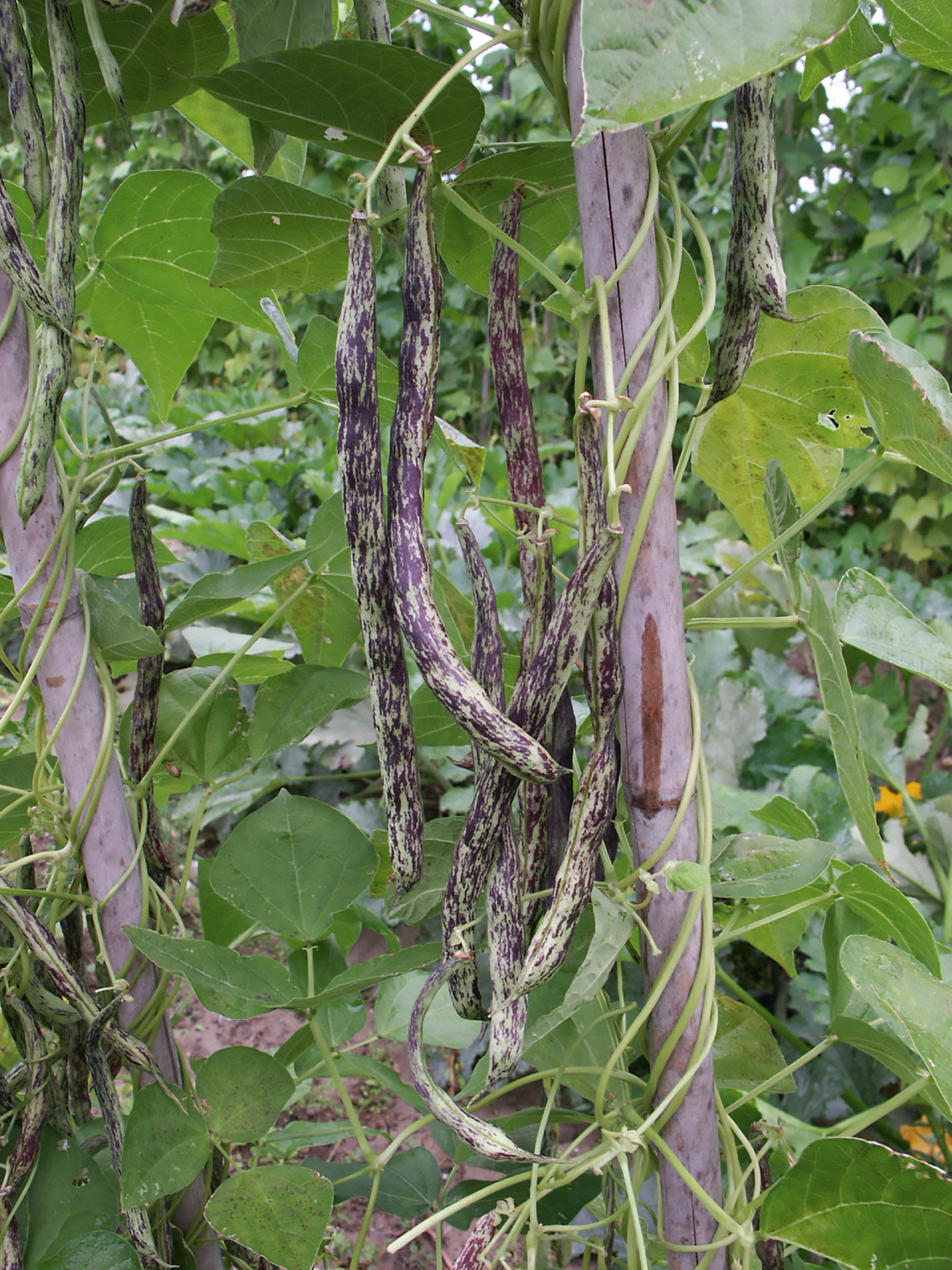 Stangenbohnen Zebrina