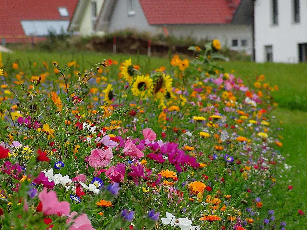 Sommerblumenmischung Mössinger Sommer