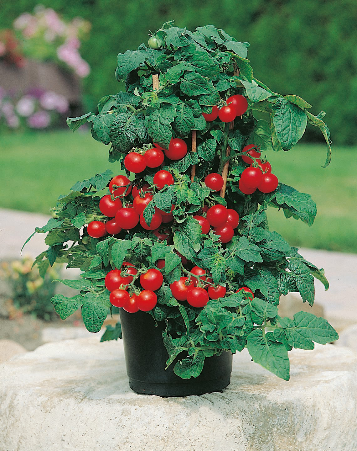 Tomaten Hoffmanns Rentita