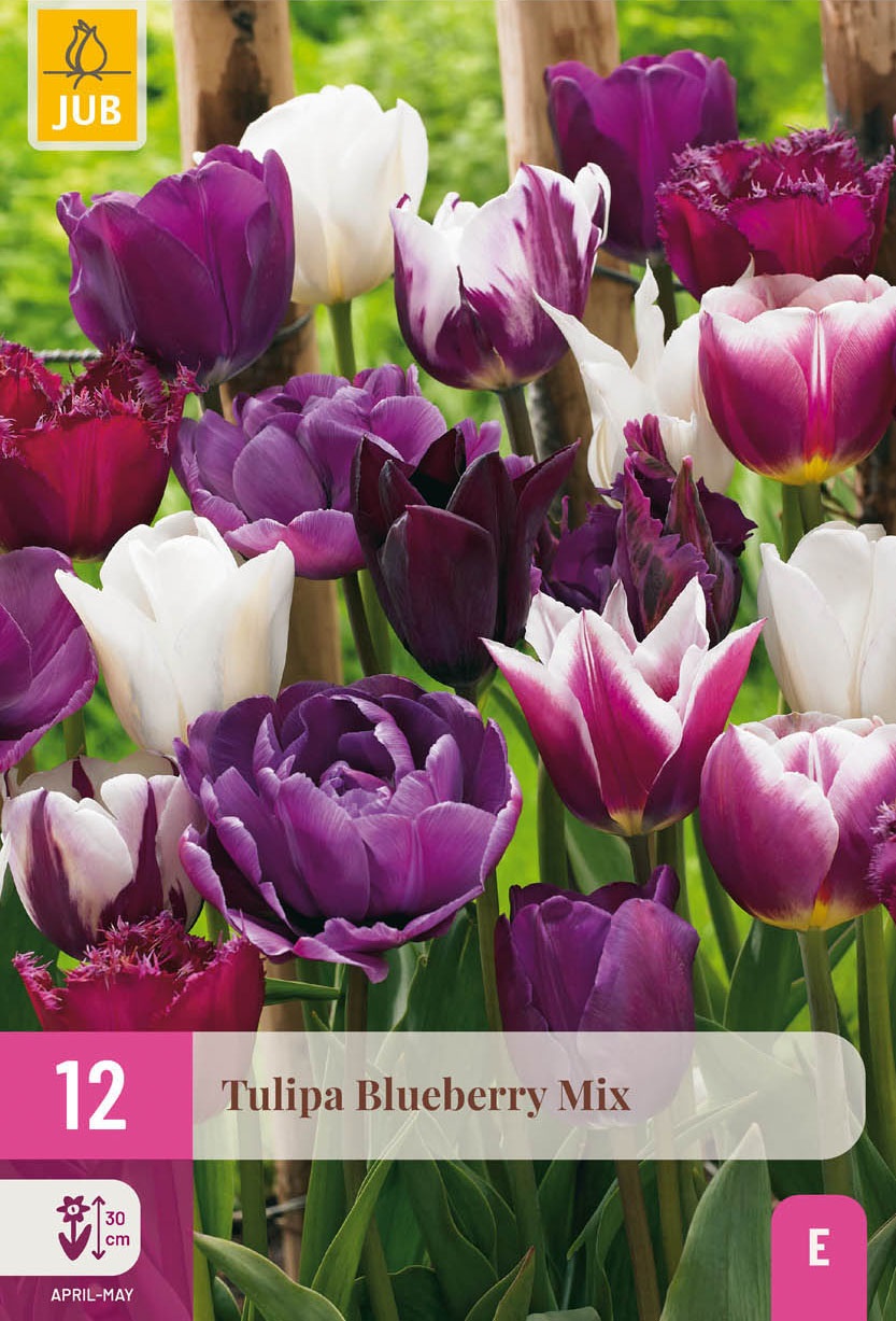 Tulpen-Mischung Blueberry Mix
