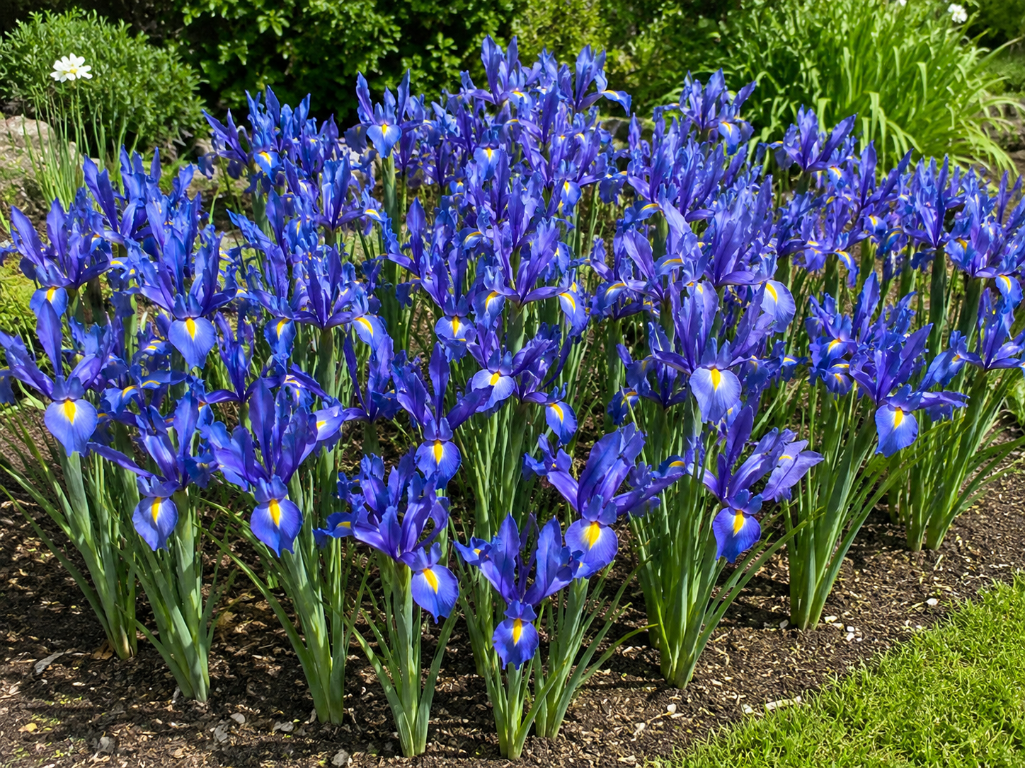 Iris hollandica Blue Magic