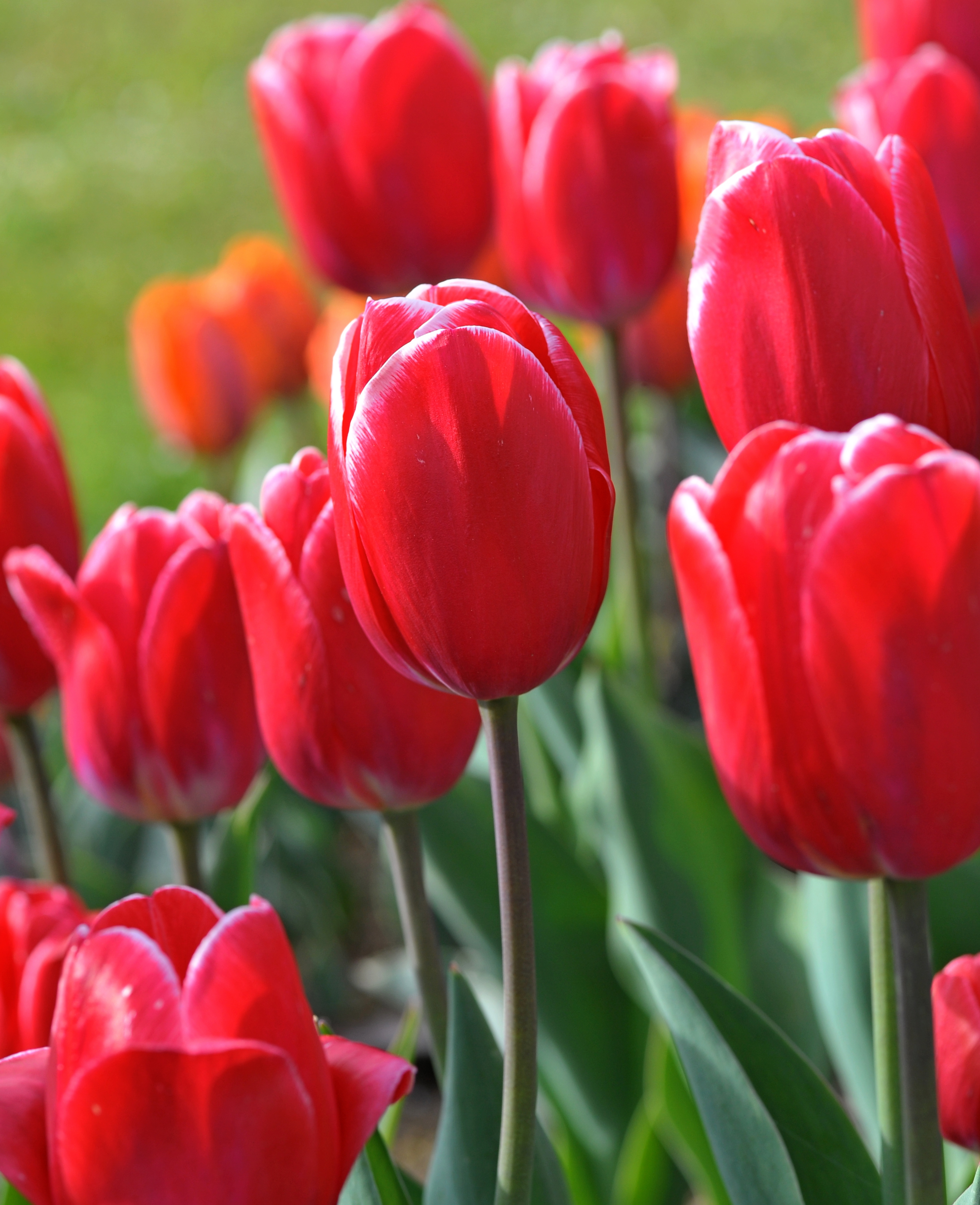 Triumph-Tulpen Kung Fu