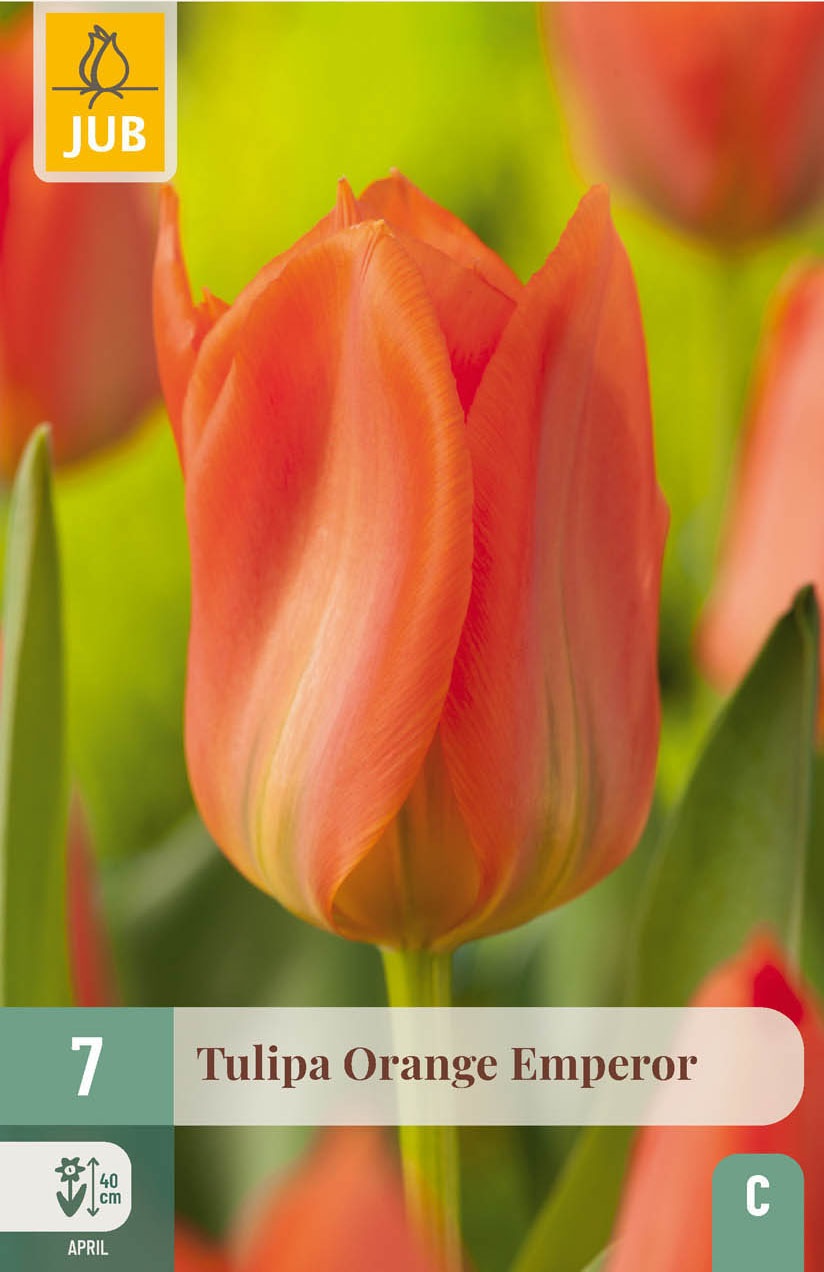 Fosteriana-Tulpen Orange Emperor
