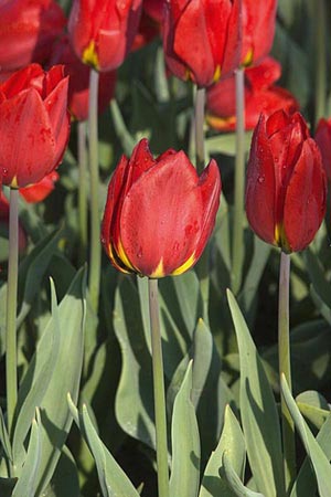 Rote Tulpen im Garten Blühende rote Tulpen mit grünen Blättern im Garten