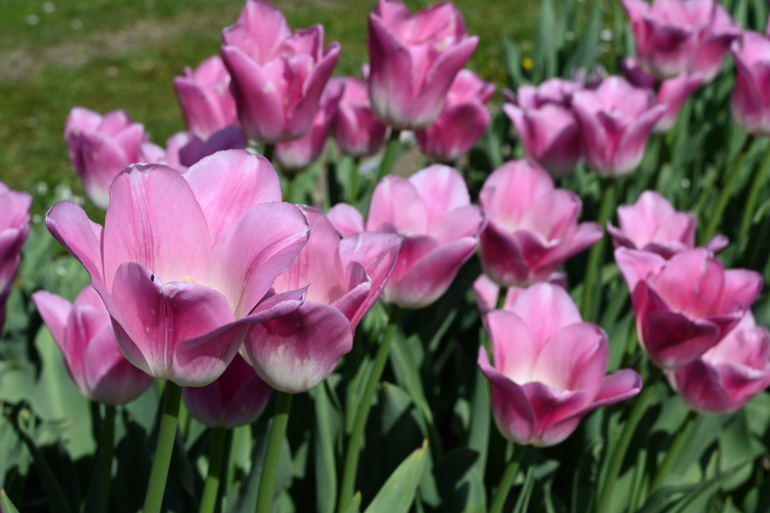 Nahaufnahme von rosa Tulpen in einem Gartenbeet, mehrere geöffnete Blüten mit grünen Stielen und Blättern im Hintergrund