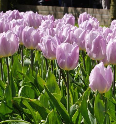 Nahaufnahme von hellrosa Tulpen im Beet mit grünen Blättern, blühende Frühlingsblumen