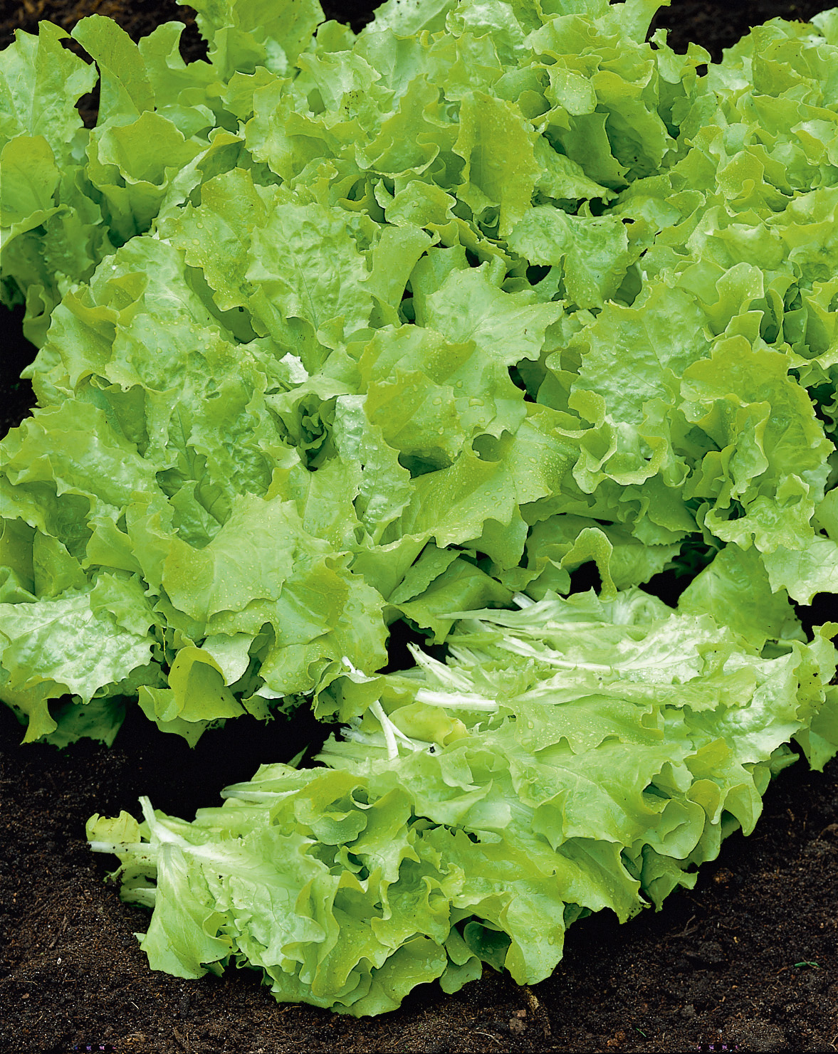 Schnittsalat Australischer Gelber