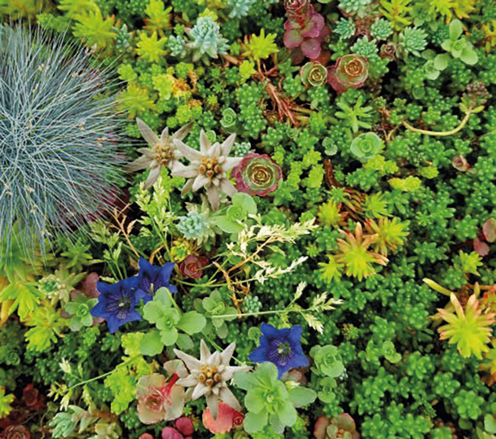 Extensive Dachbegrünung Sedum-Mix