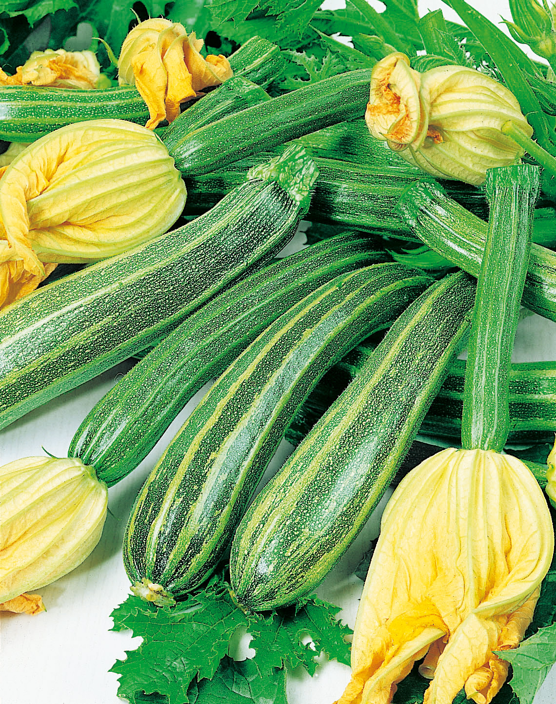 Zucchini Cocozelle von Tripolis