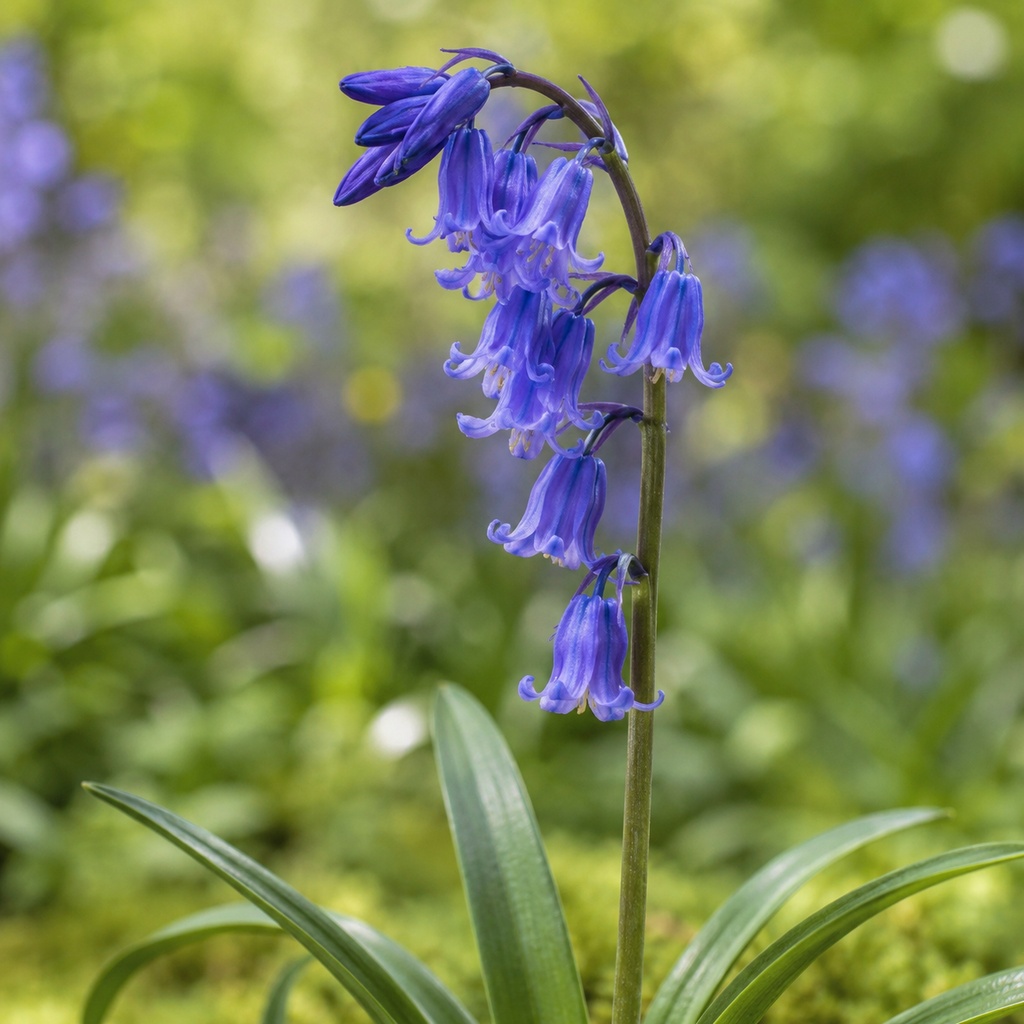 Hyacinthoides Non-scripta