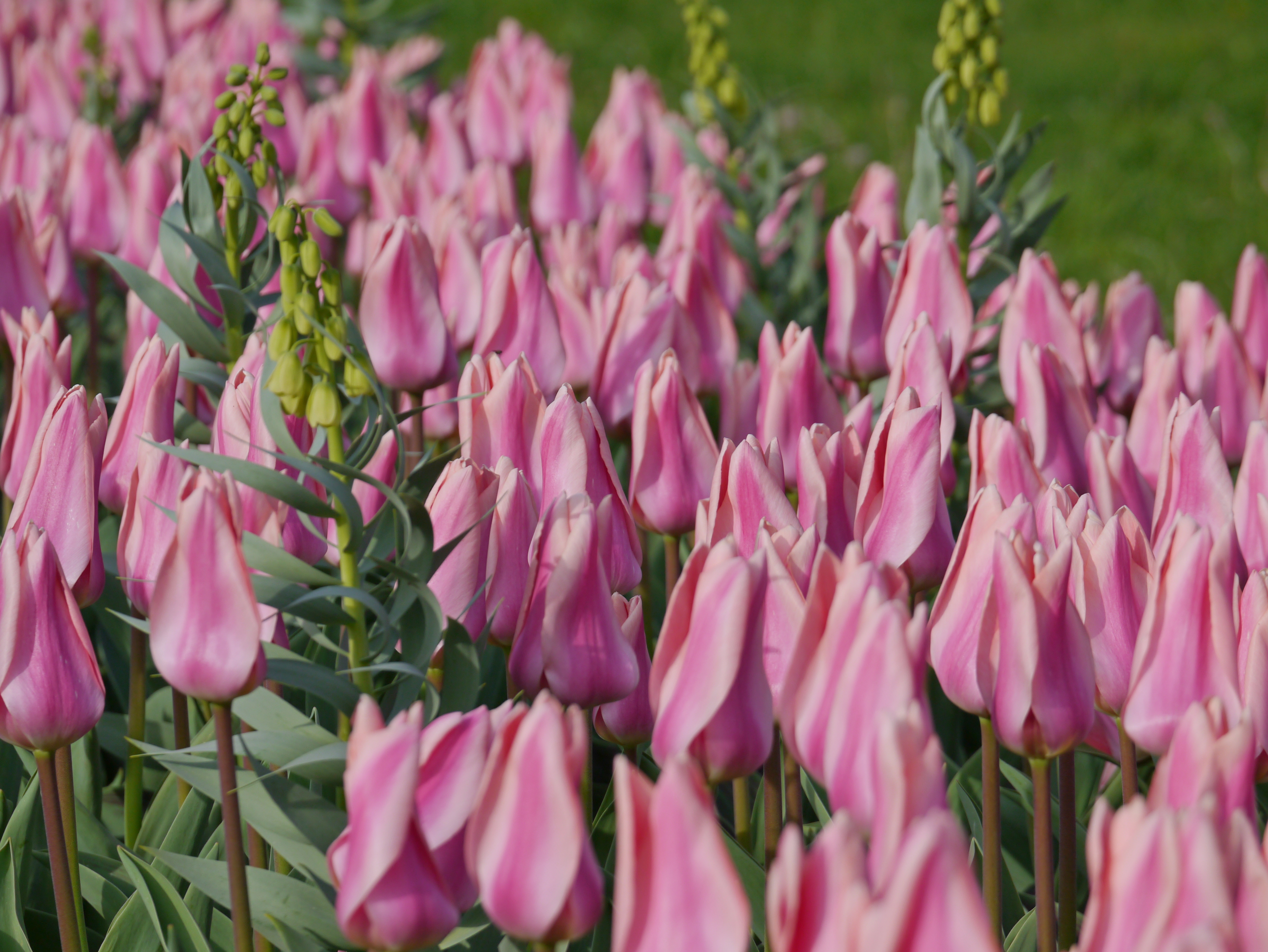 Blumenzwiebel-Mischung Frühlingsflirt Tag