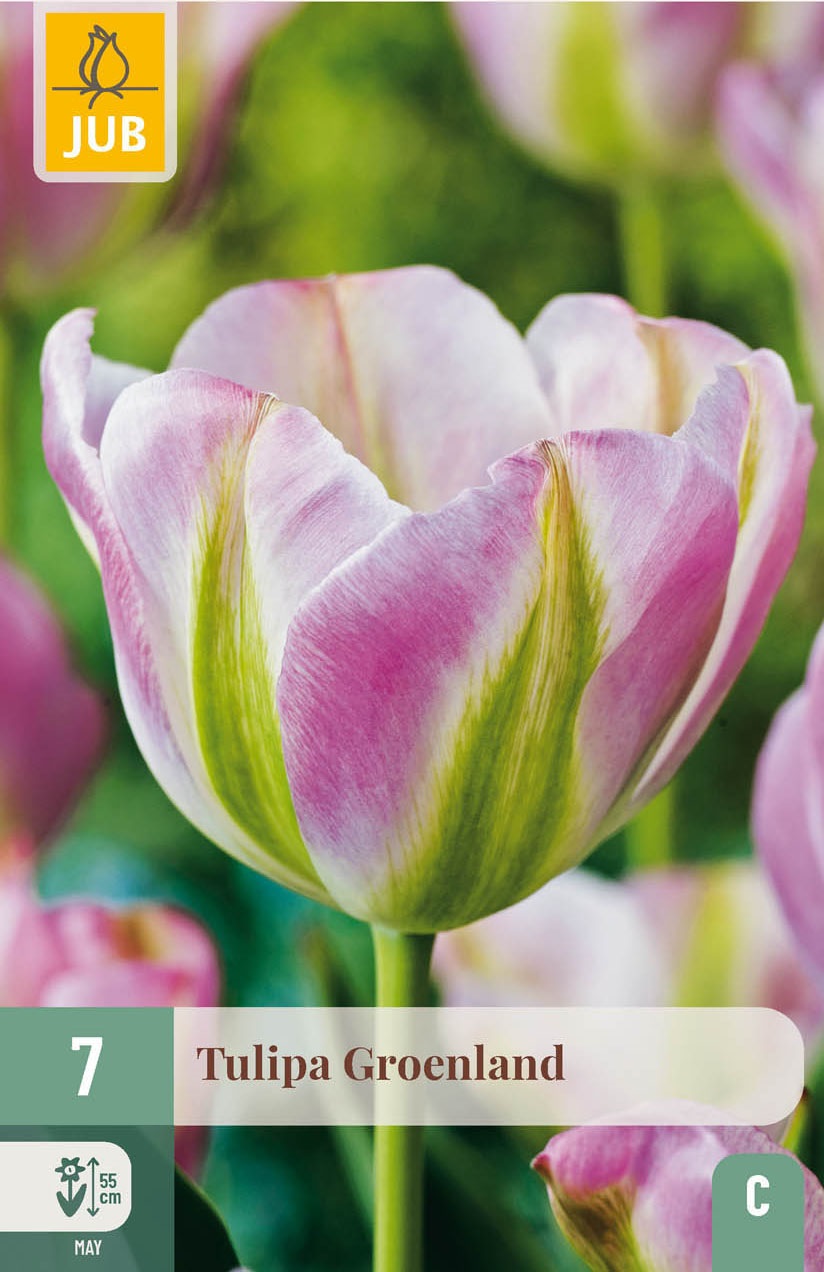 Viridiflora-Tulpen Groenland
