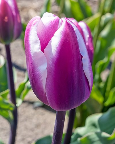 Triumph-Tulpen Librije