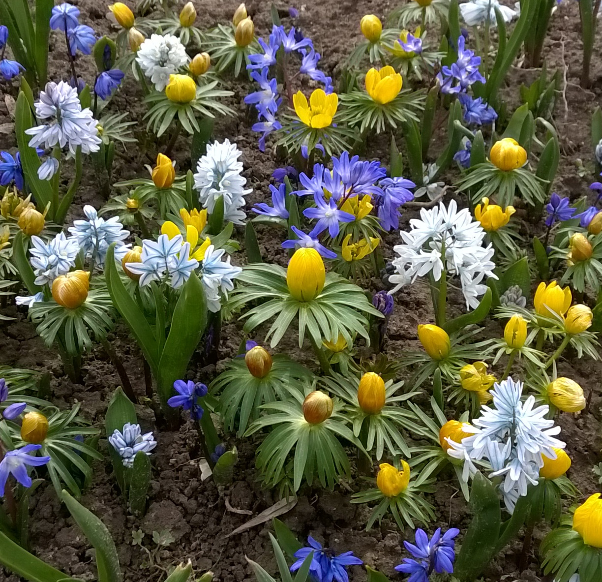 Blumenzwiebel-Mischung Imkermischung