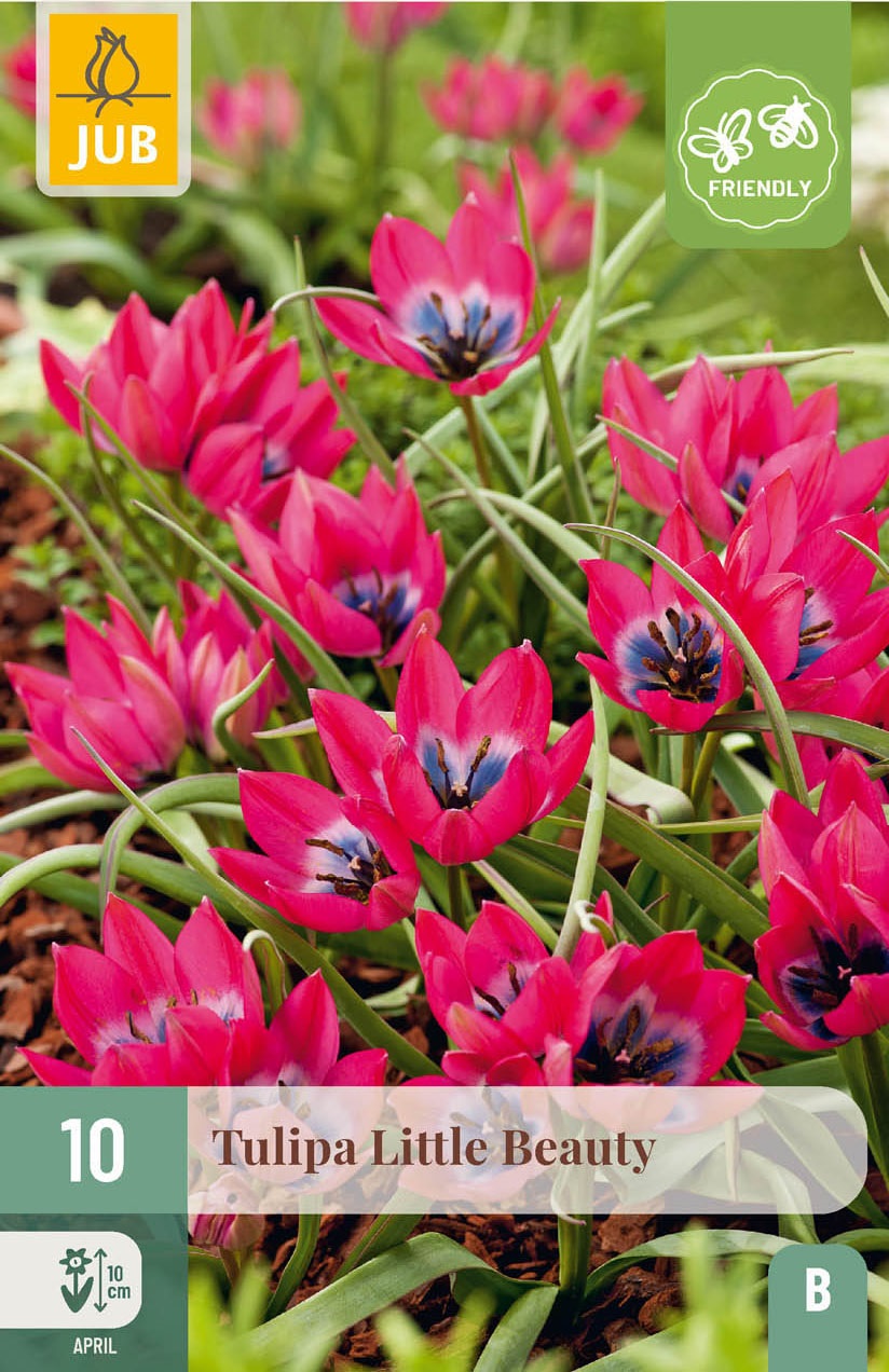 Tulipa Little Beauty