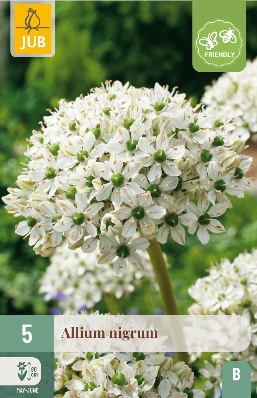 Allium nigrum