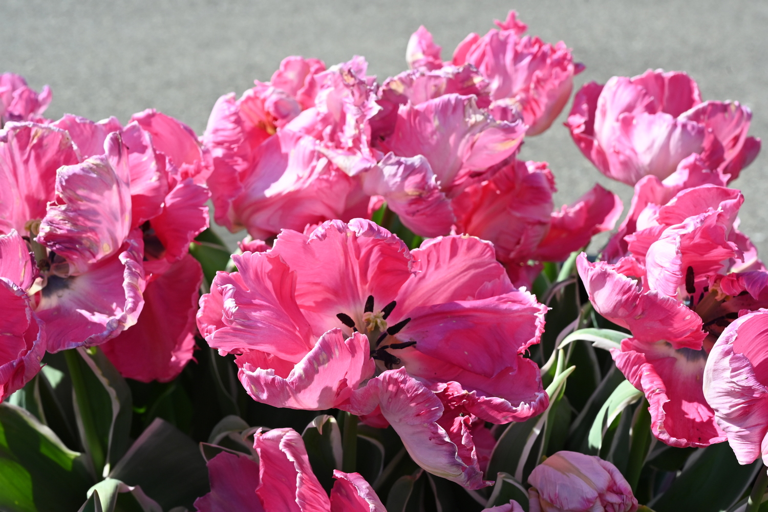 Papagei-Tulpen Elsenburg