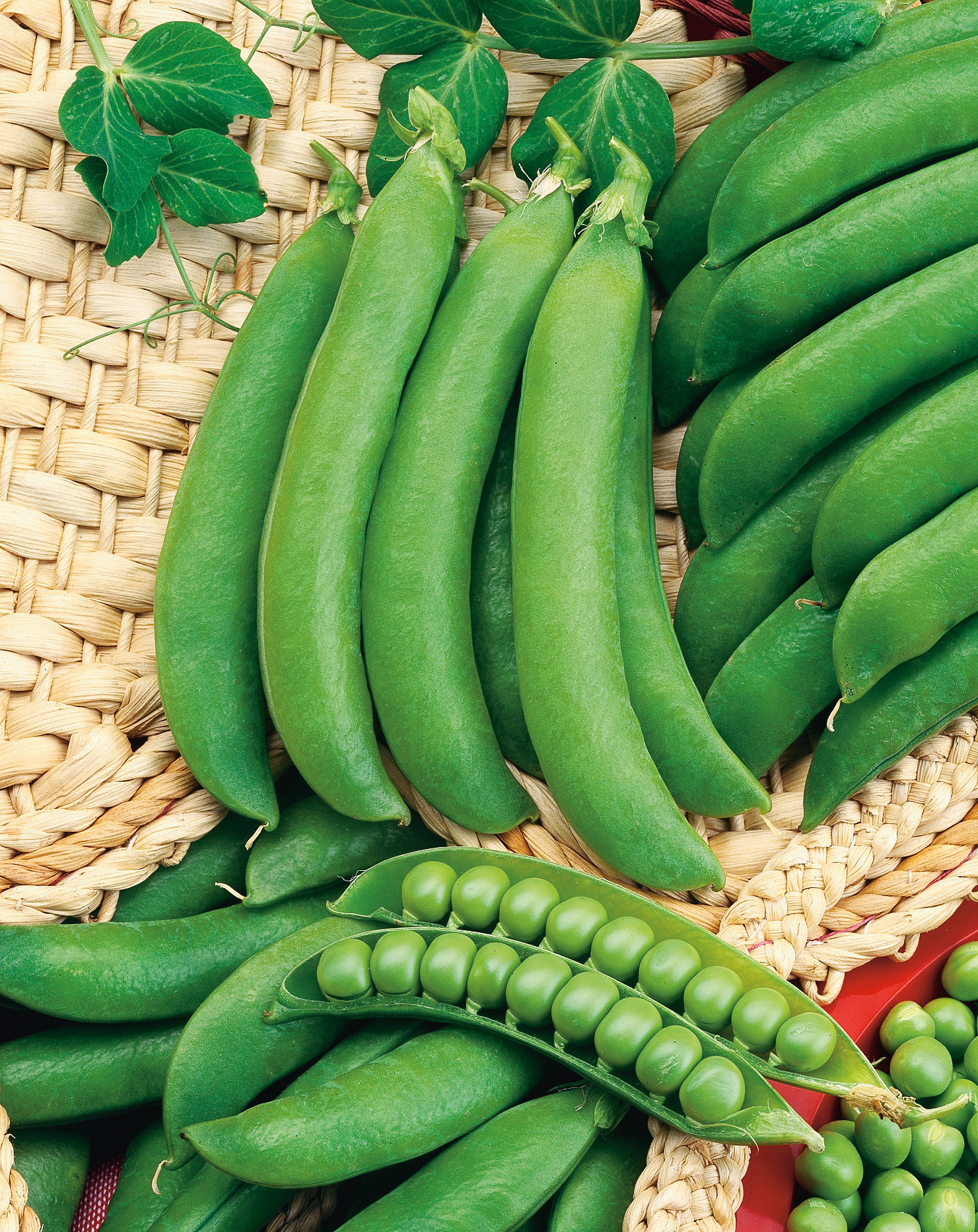 Markerbsen Progress No. 9