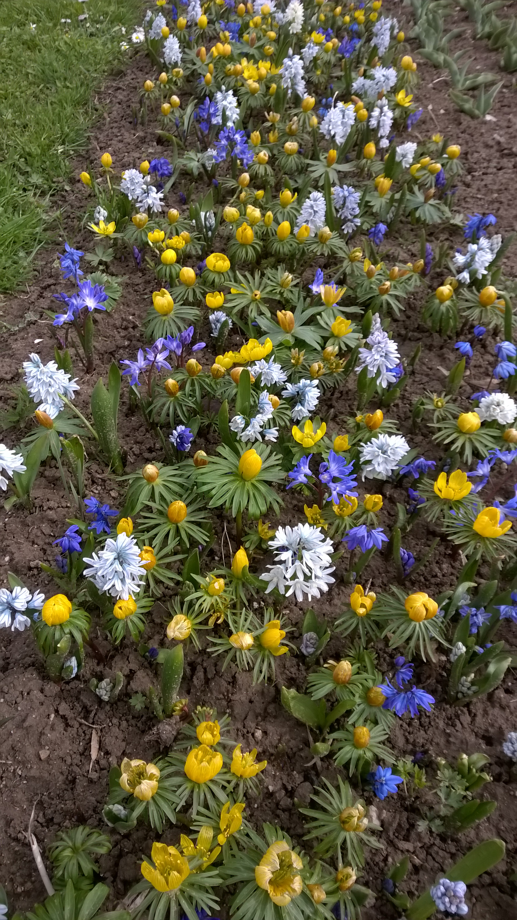 Blumenzwiebel-Mischung Imkermischung