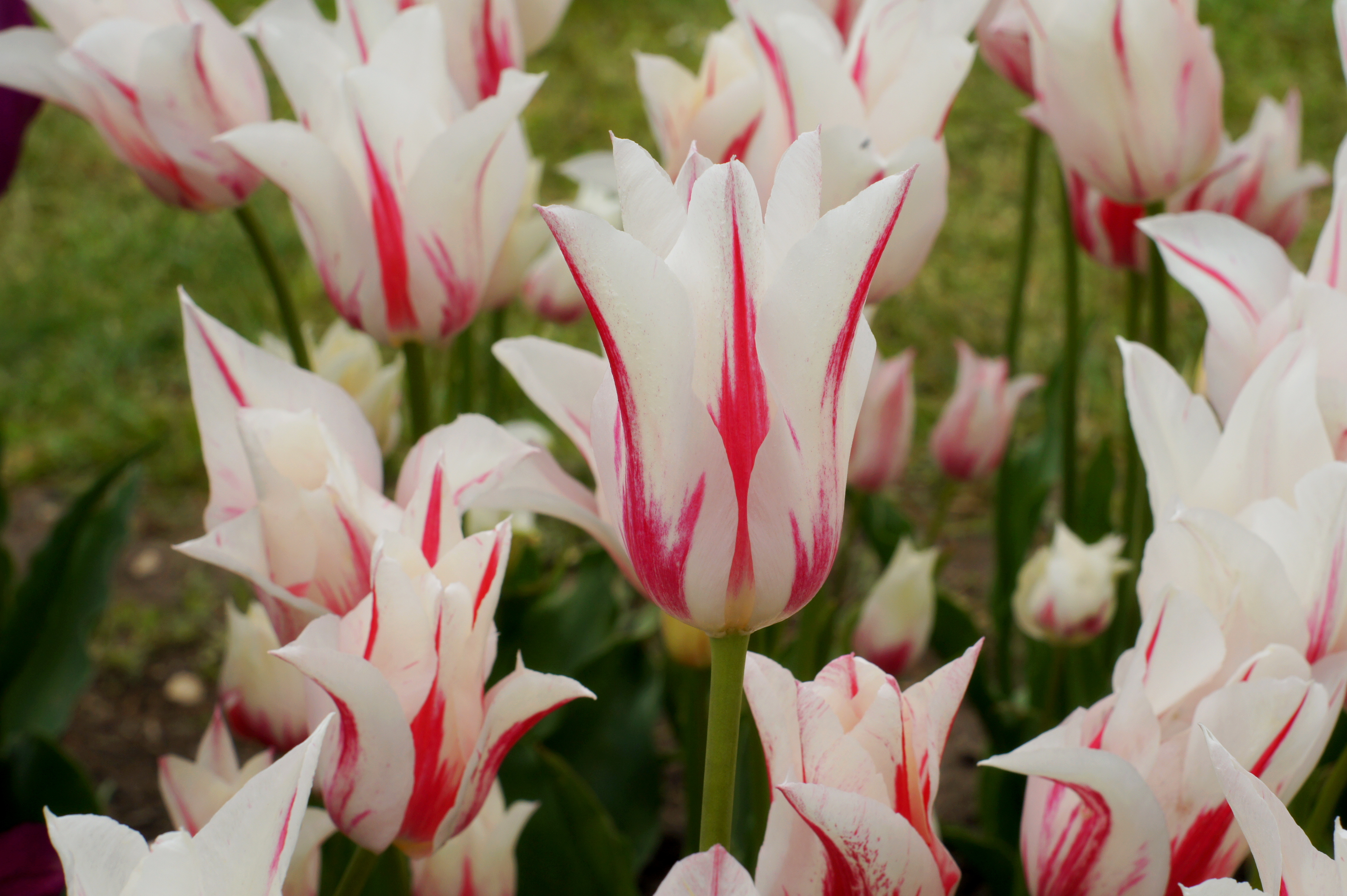 Weiße Tulpe mit roten Streifen, Nahaufnahme