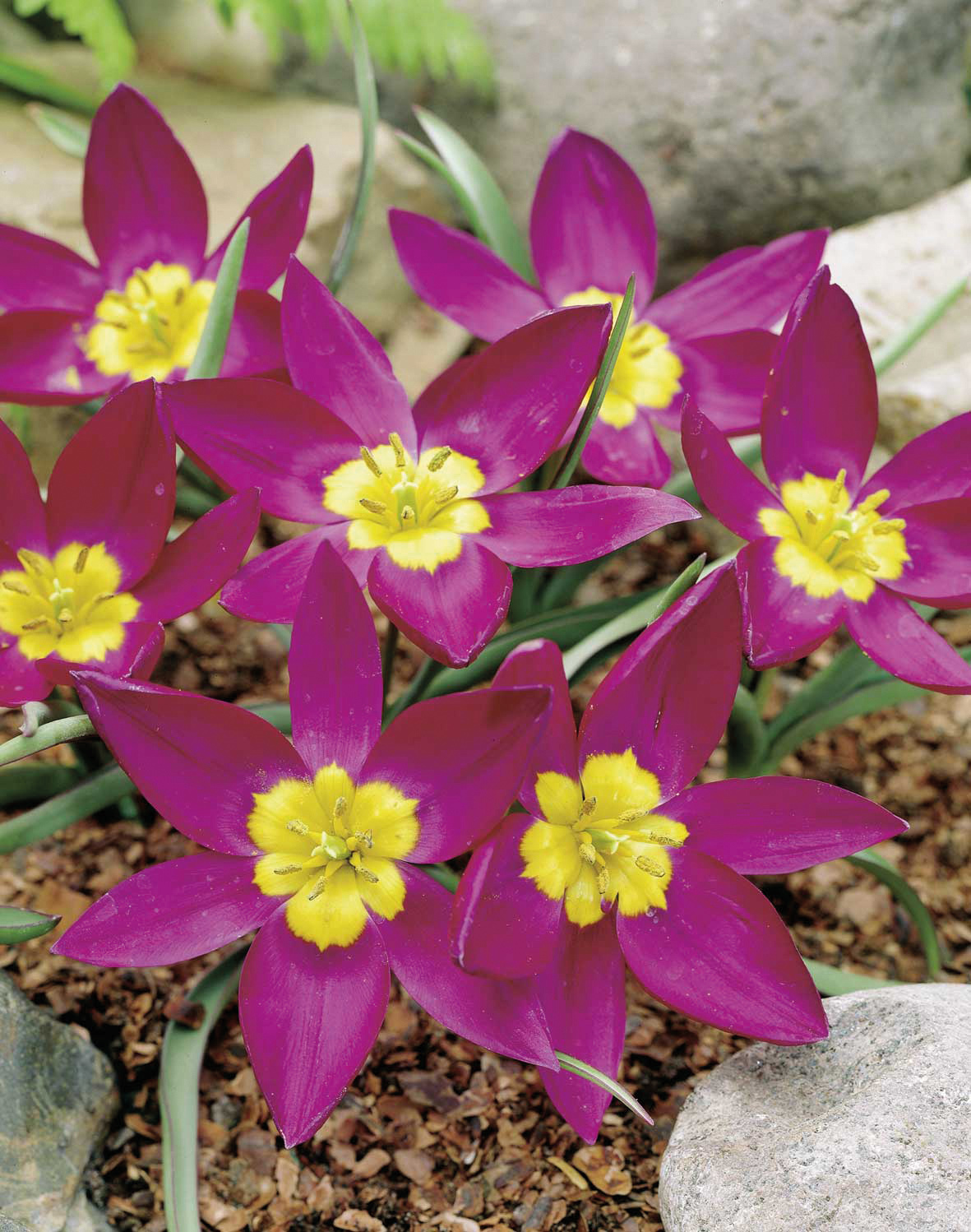 238004_14247650_FM_RGB Nahaufnahme mehrerer violett-magenta Tulpenblüten mit gelbem Zentrum auf kiesigem Boden zwischen Steinen