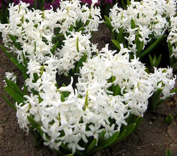 Multiflora-Hyazinthen Weiß