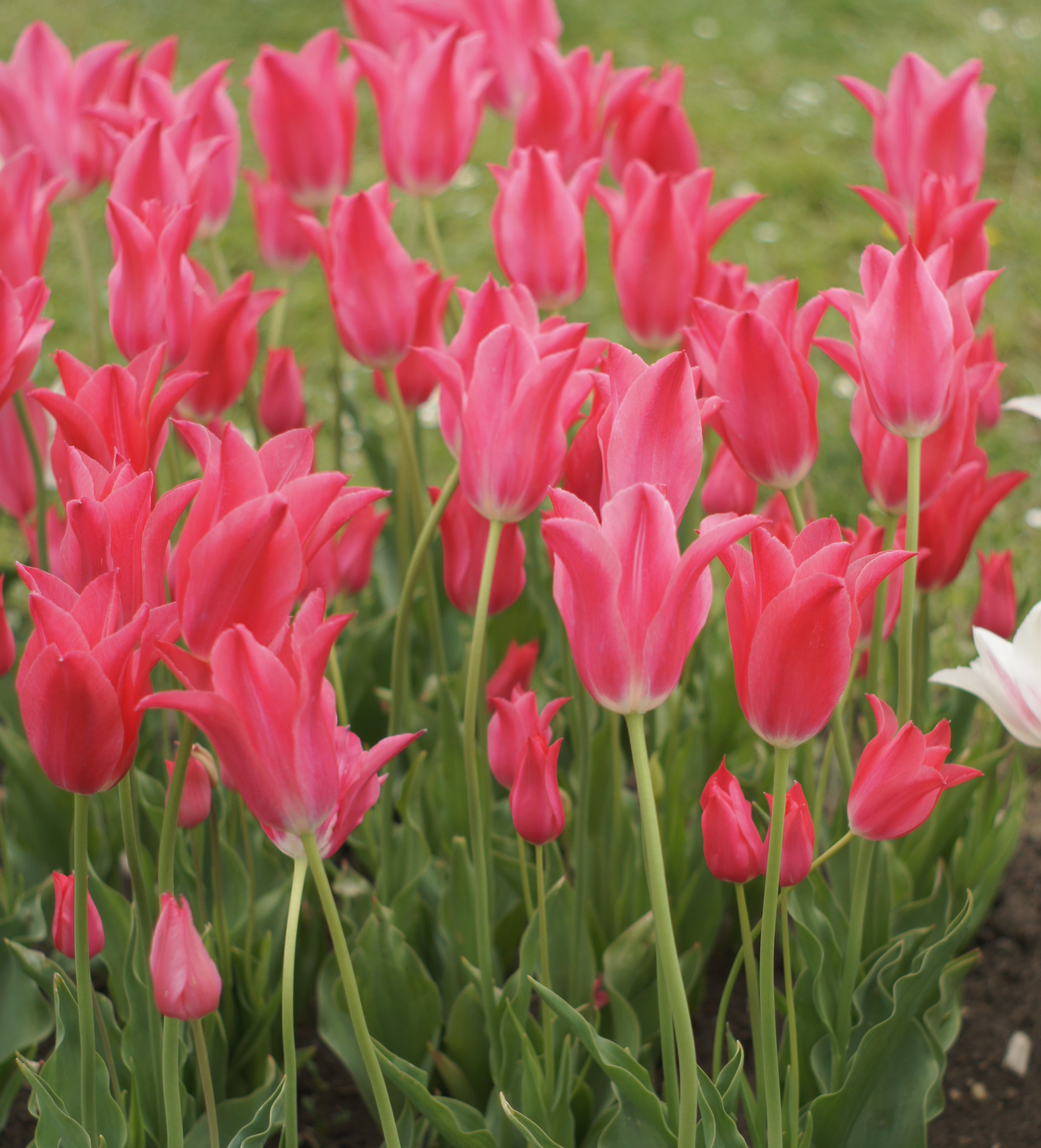 Nahaufnahme rosa Tulpen in einem Beet: mehrere geöffnete Blüten und Knospen auf grünen Stängeln vor unscharfem Hintergrund.