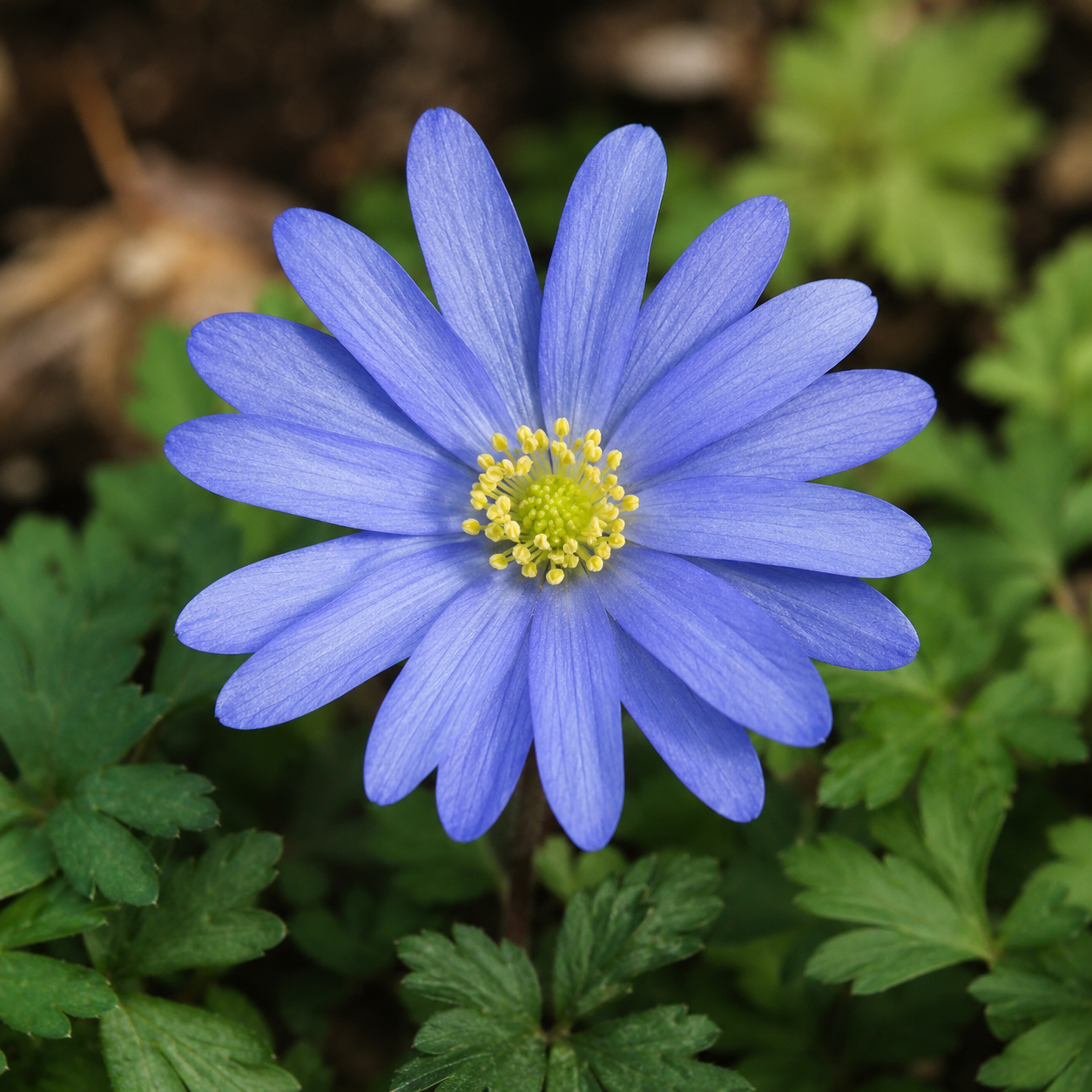 Anemonen blanda Blue Shades