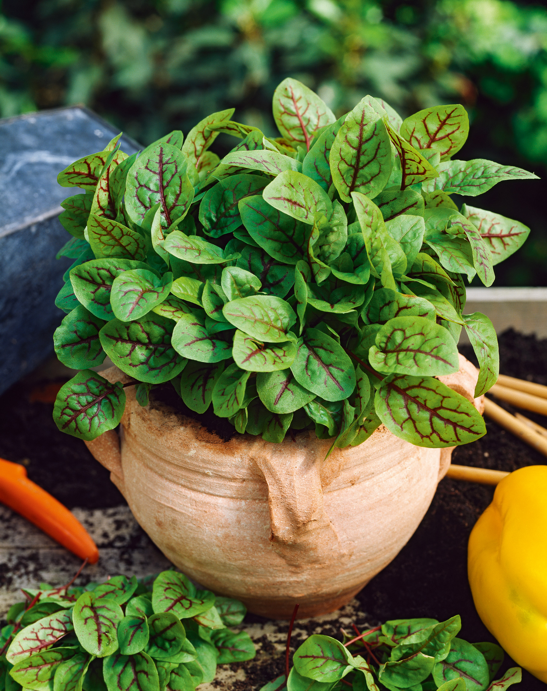 Blutampfer Bloody Dock