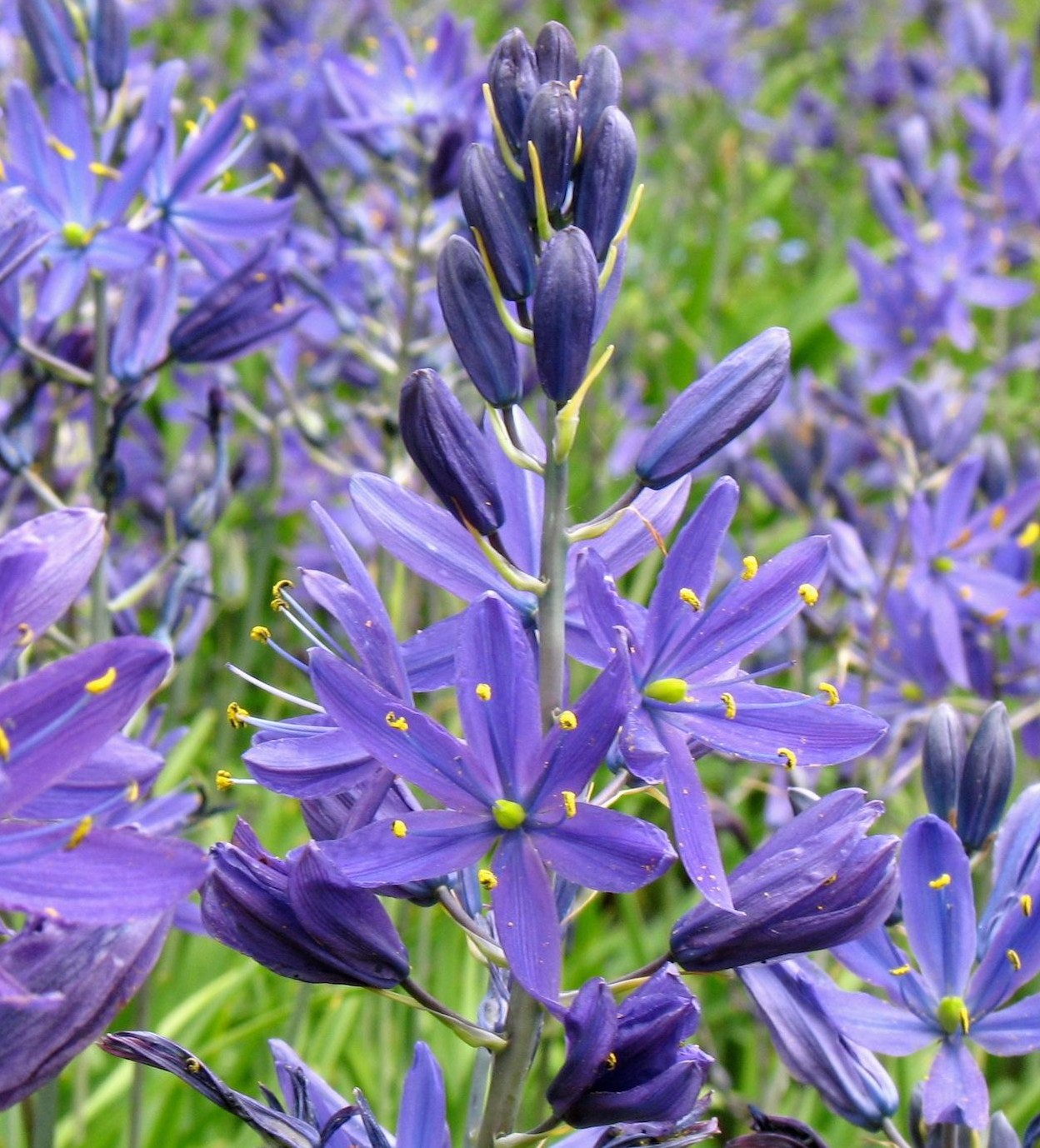262124_Camassia quamash Nahaufnahme violetter Blüten einer Gartenstaude mit gelben Staubgefäßen und grünen Stängeln, dichte Bepflanzung im Hintergrund
