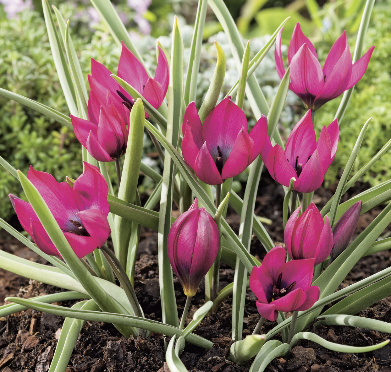 237003_Tulipa humilis Lilliput_1 Nahaufnahme von leuchtend rosa Tulpen mit grünen Blättern im Beet