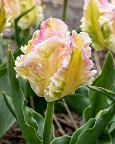 228042_Papagei-Tulpen Cabanna_1 Nahaufnahme einer gefransten Papageien-Tulpe in Pastellfarben (gelb und rosa) mit grünen Blättern im Gartenbeet