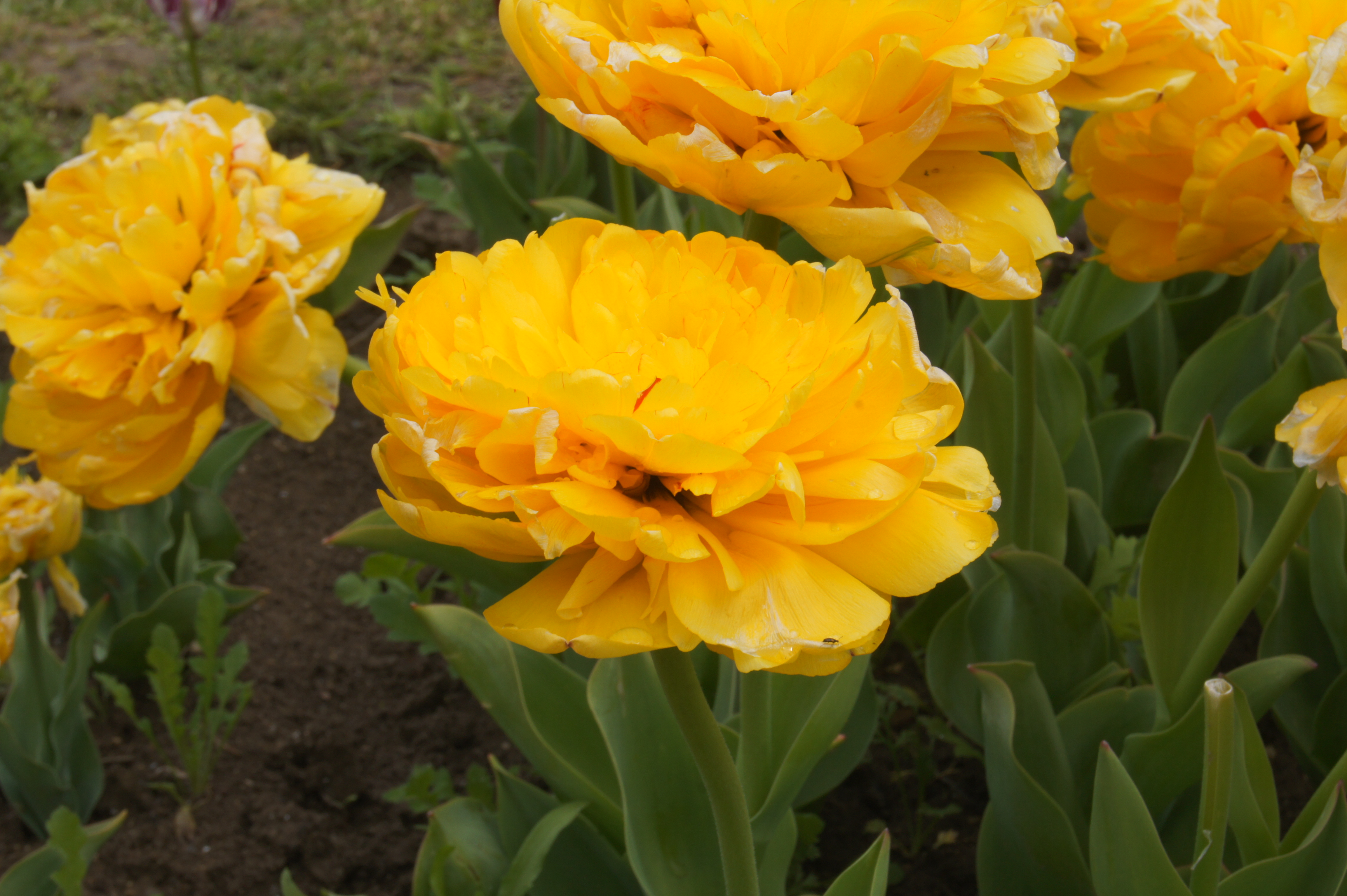 226312_Gef. frühe Tulpen Yellow Pomponett Nahaufnahme einer gelben gefüllten Tulpe im Gartenbeet, mit deutlich sichtbaren Blütenblättern, Wassertropfen und grünen Blättern; weitere gelbe Tulpen im unscharfen Hintergrund