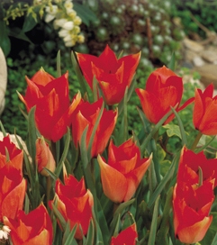 Tulipa batalini Red Jewel /Red Gem
