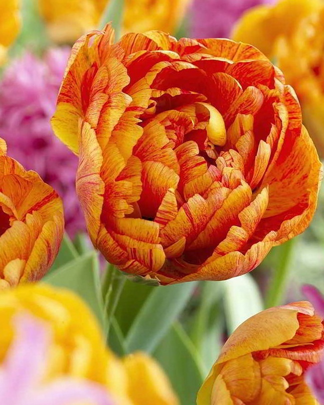 Gef. späte Tulpen Sun Lover Nahaufnahme einer gefüllten Tulpe in leuchtenden Orange- und Gelbtönen vor unscharfem Hintergrund mit weiteren Tulpen