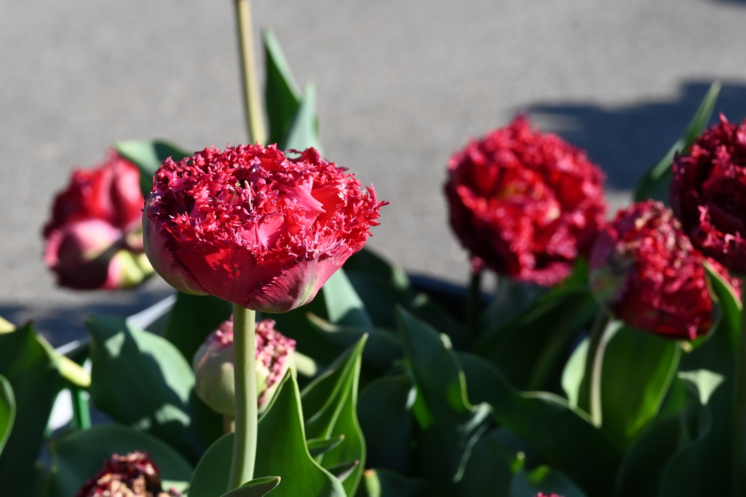 226402_Qatar_2 Nahaufnahme einer roten Fransen-Tulpe mit fransigen, gezackten Blütenrändern und grünen Blättern im Hintergrund