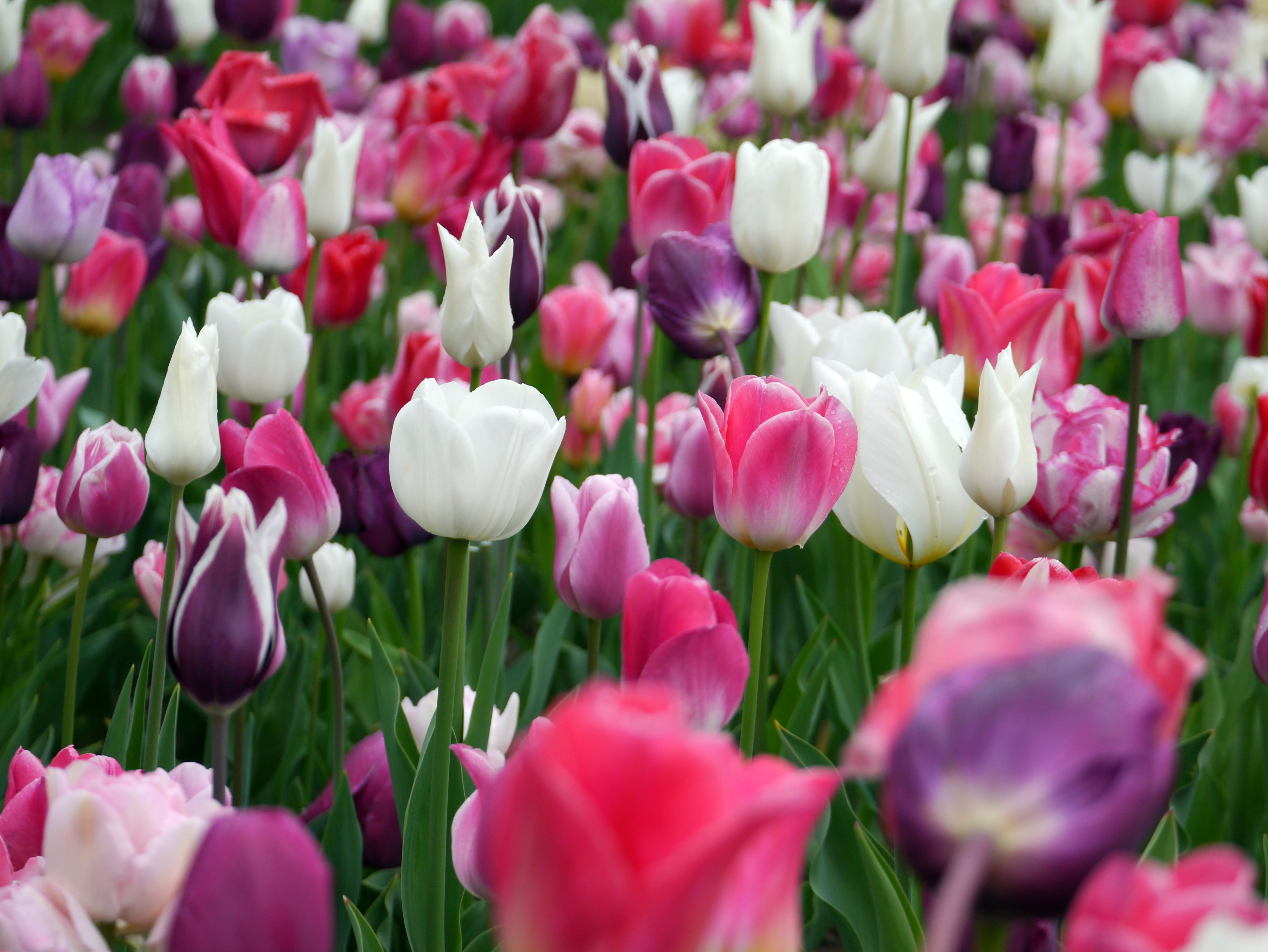 Tulpen Mischung Lilly-Felicitas